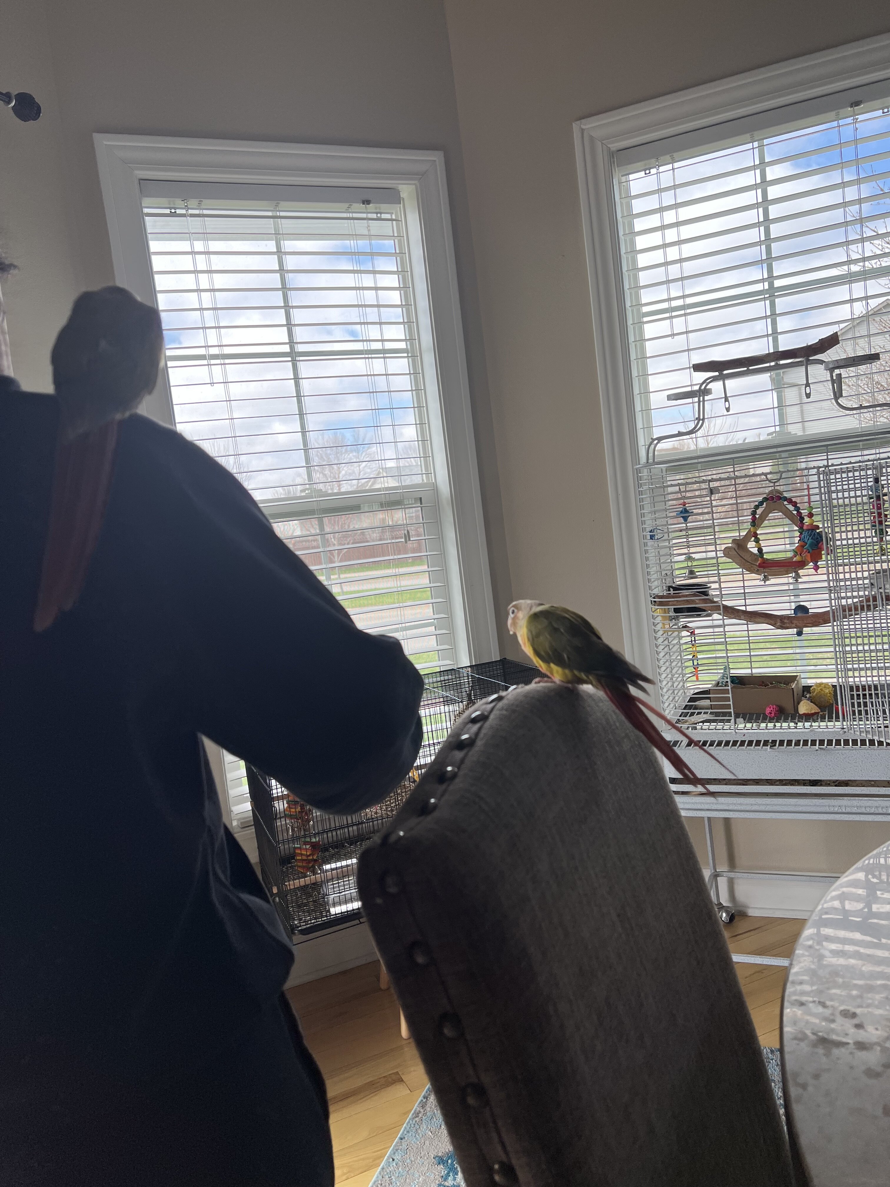 Pineapple green cheek conures image 5