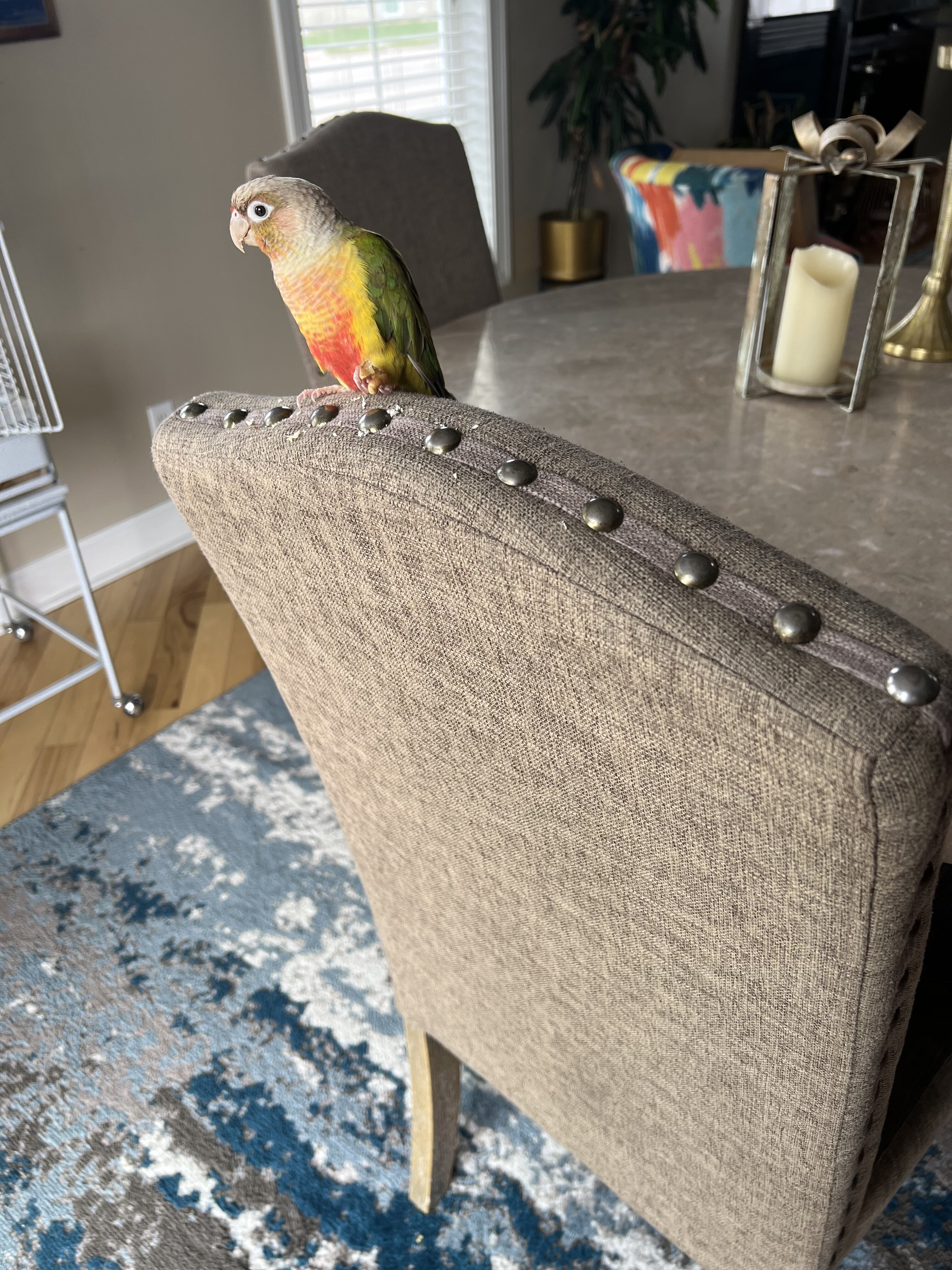 Pineapple green cheek conures image 2