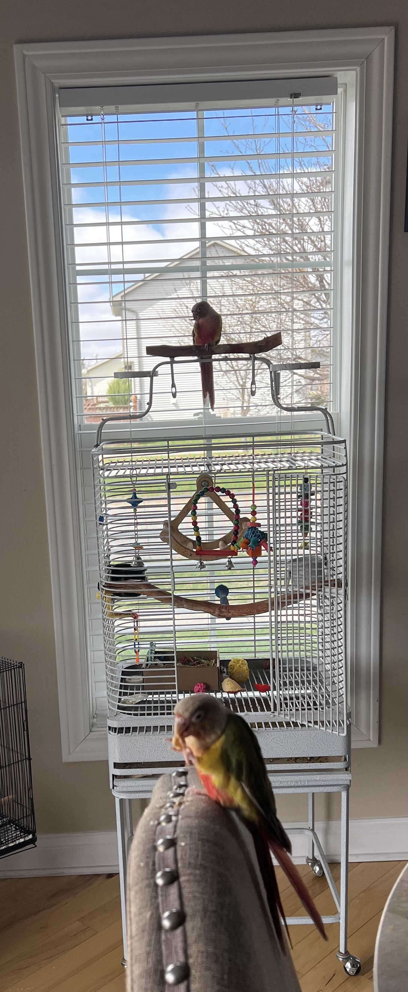 Pineapple green cheek conures image 3