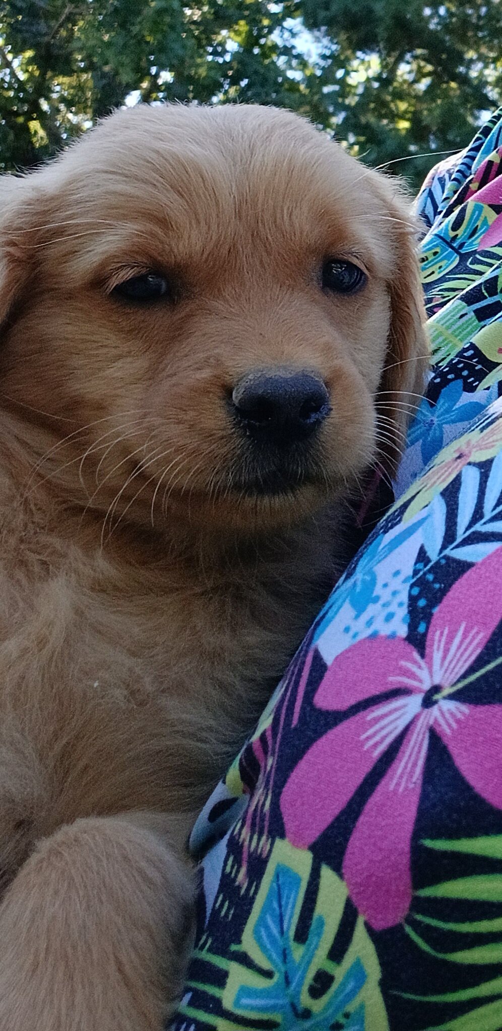 Golden retriever pups image 1