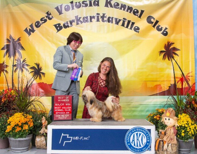 FLORIDA AKC LHASA APSO MULTI  CHAMPION ANCESTRY image 7