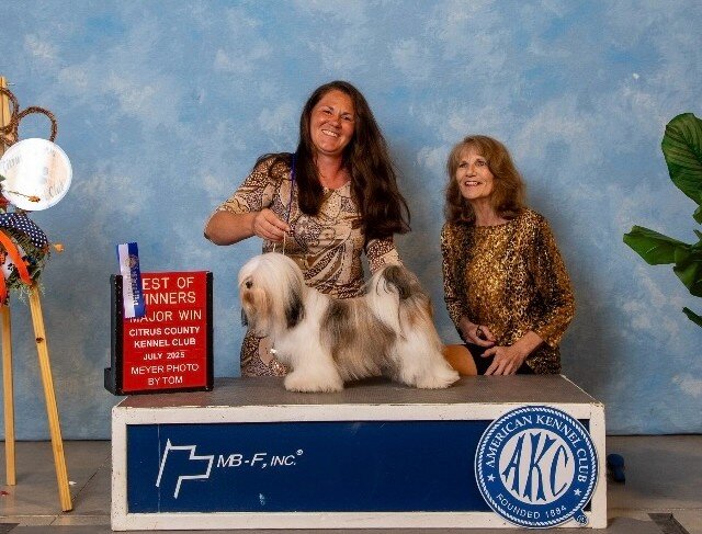 FLORIDA AKC LHASA APSO MULTI  CHAMPION ANCESTRY image 8