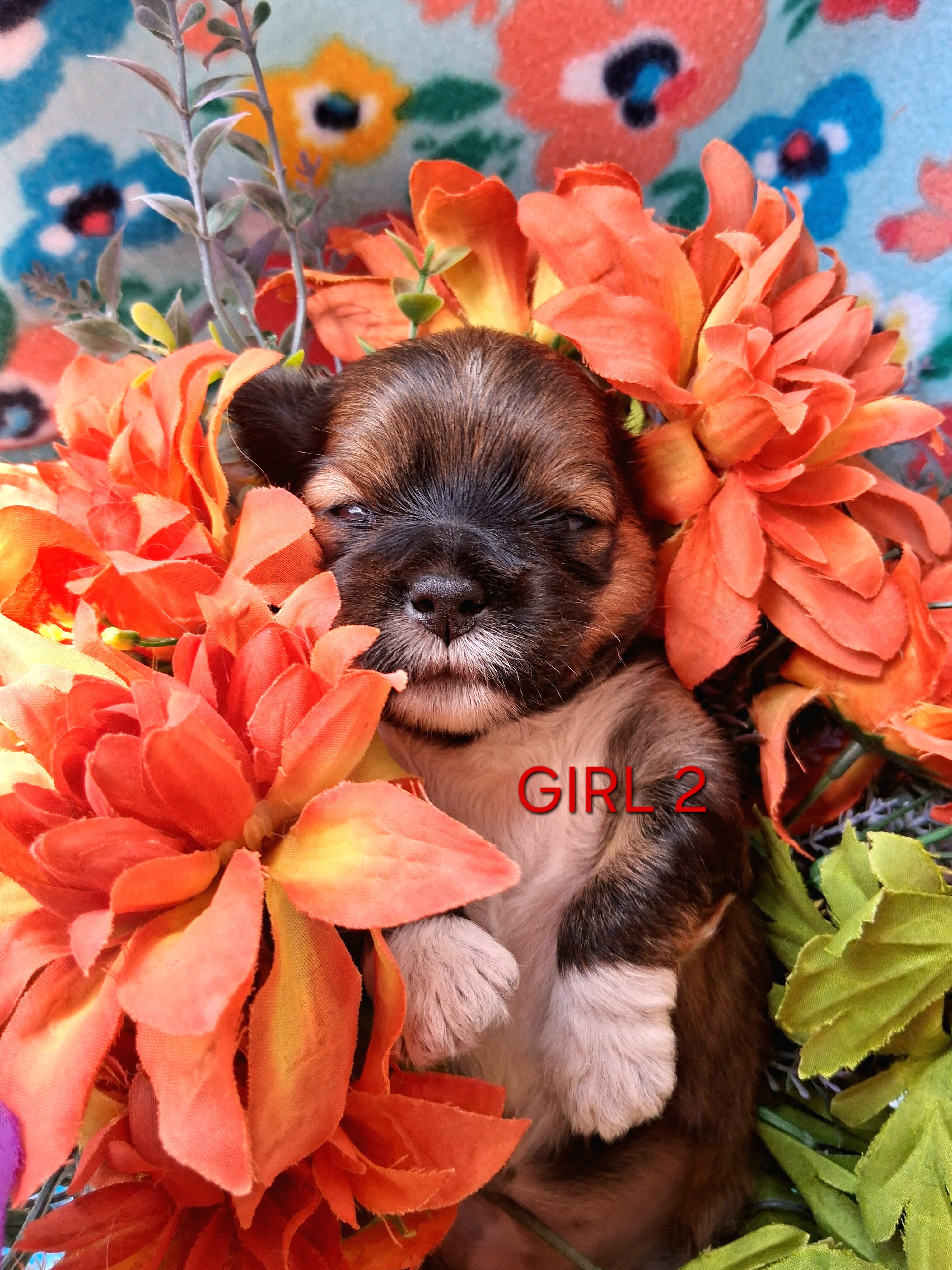FLORIDA AKC LHASA APSO MULTI  CHAMPION ANCESTRY image 1