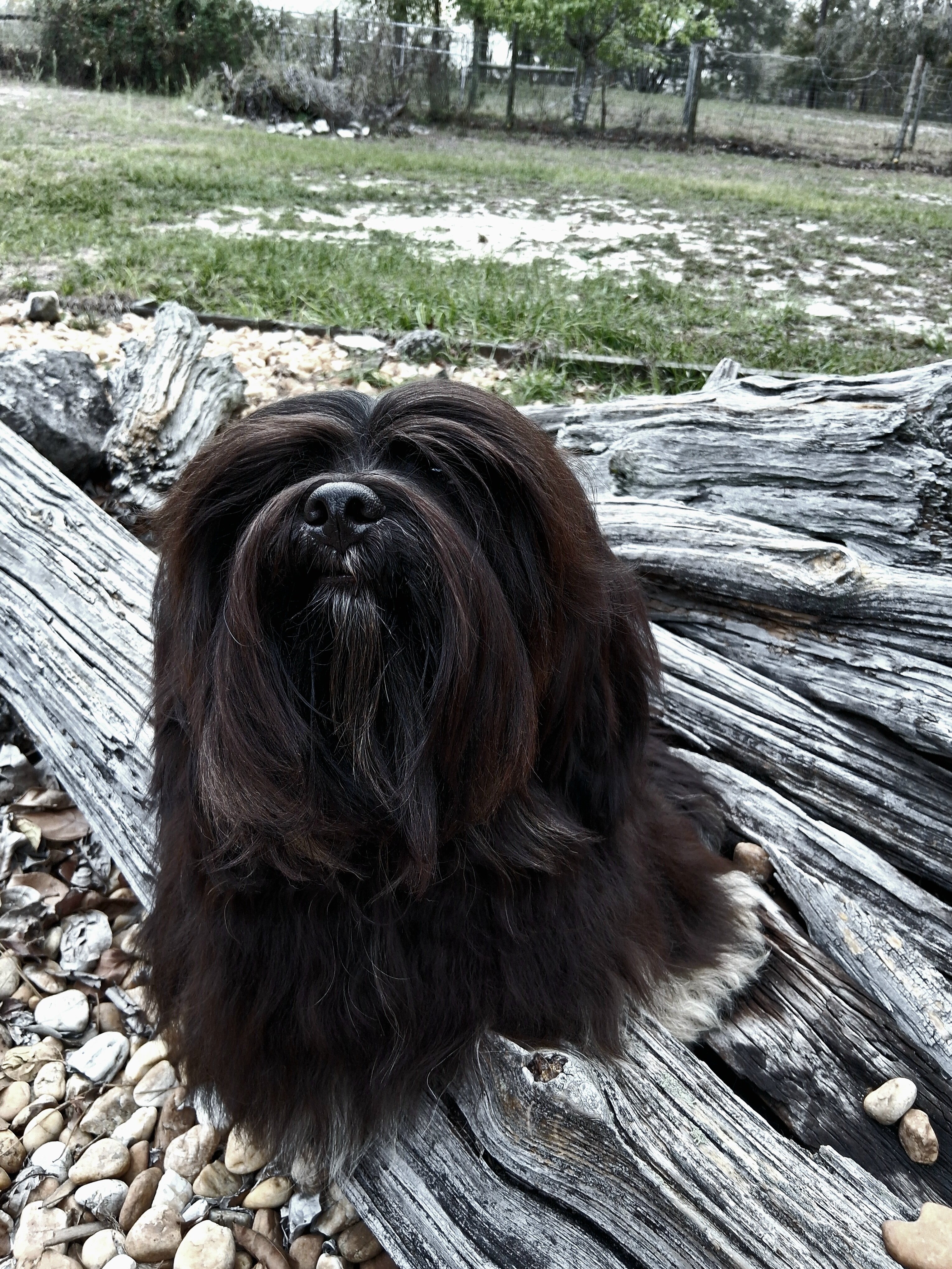 FLORIDA AKC LHASA APSO MULTI  CHAMPION ANCESTRY image 5