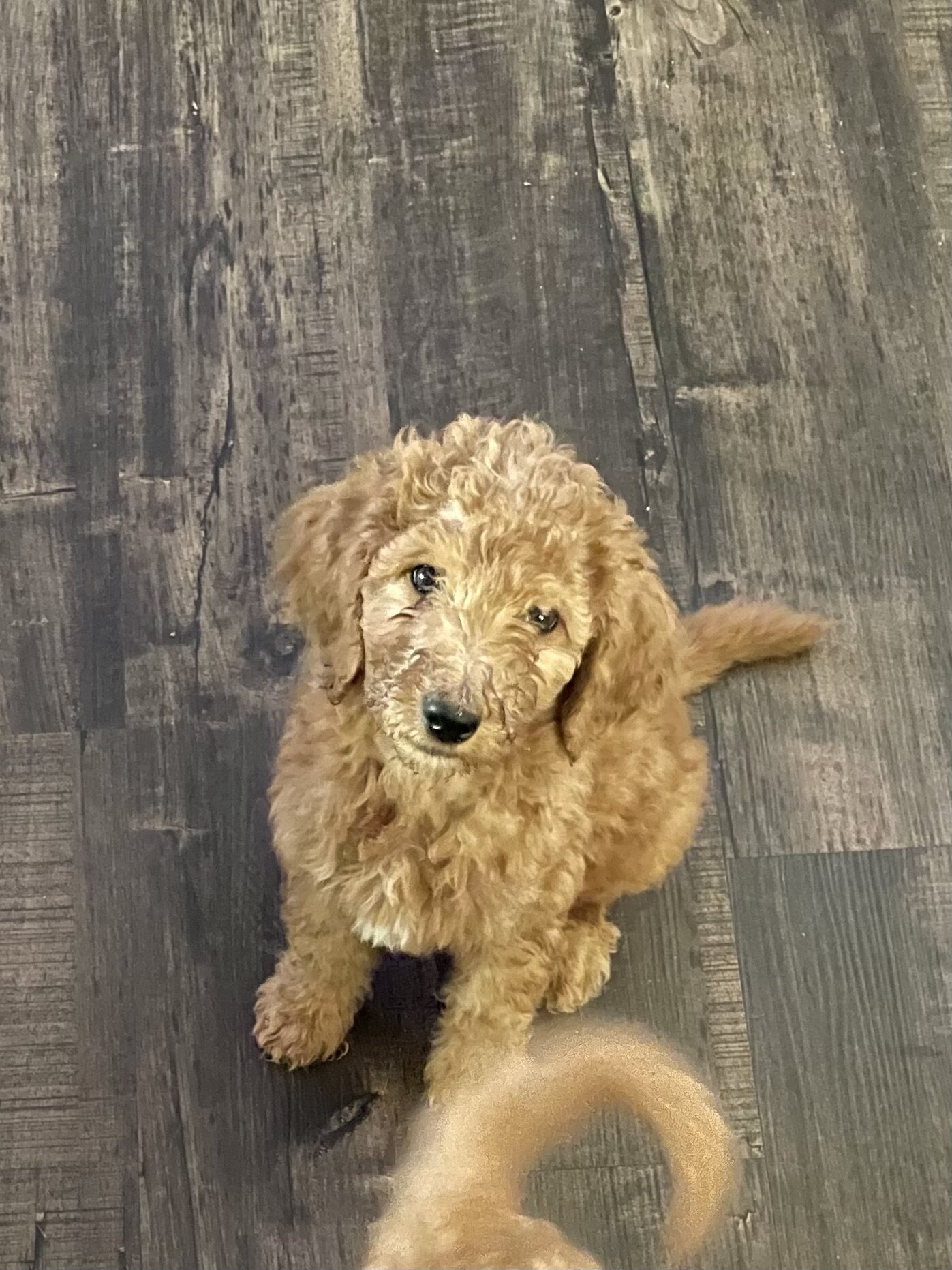 Goldendoodles image 1