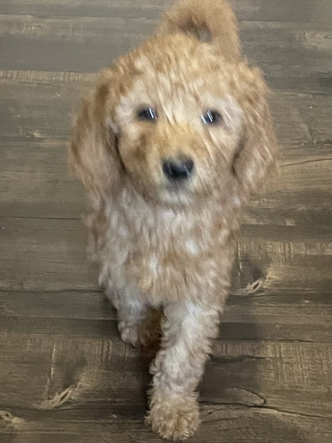 Goldendoodles image 2