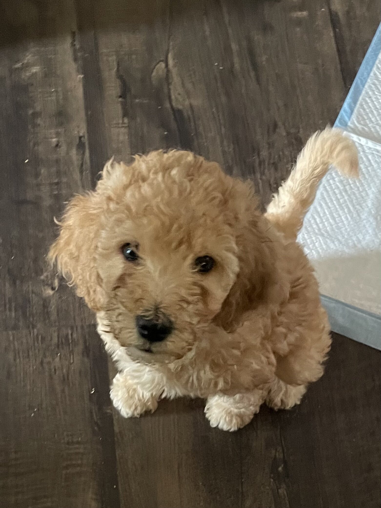 Goldendoodles image 3