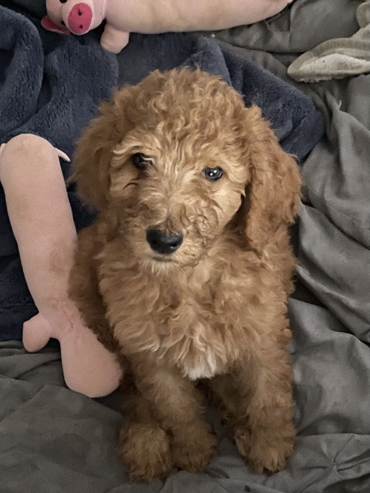Goldendoodles image 4