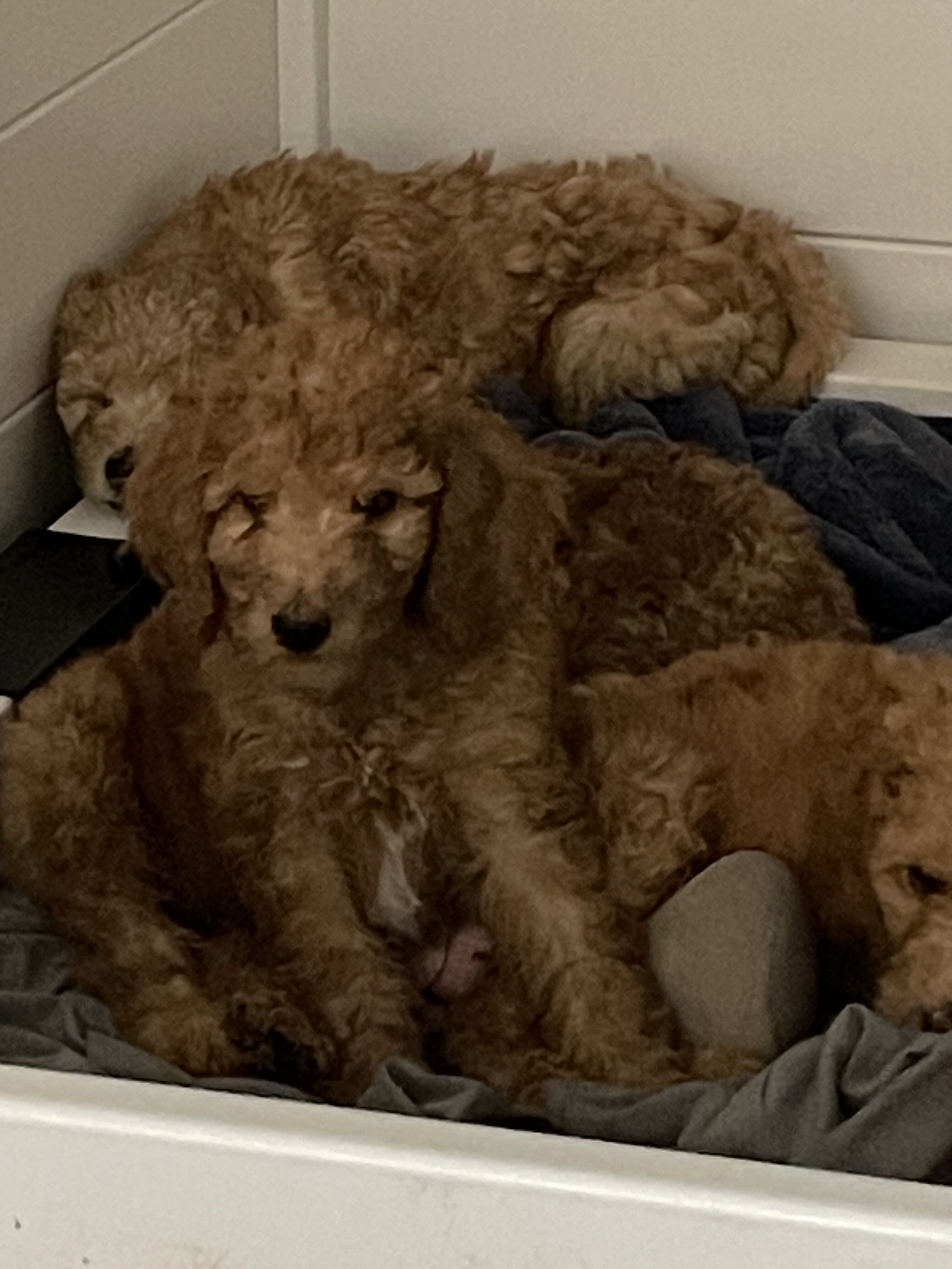 Goldendoodles image 5