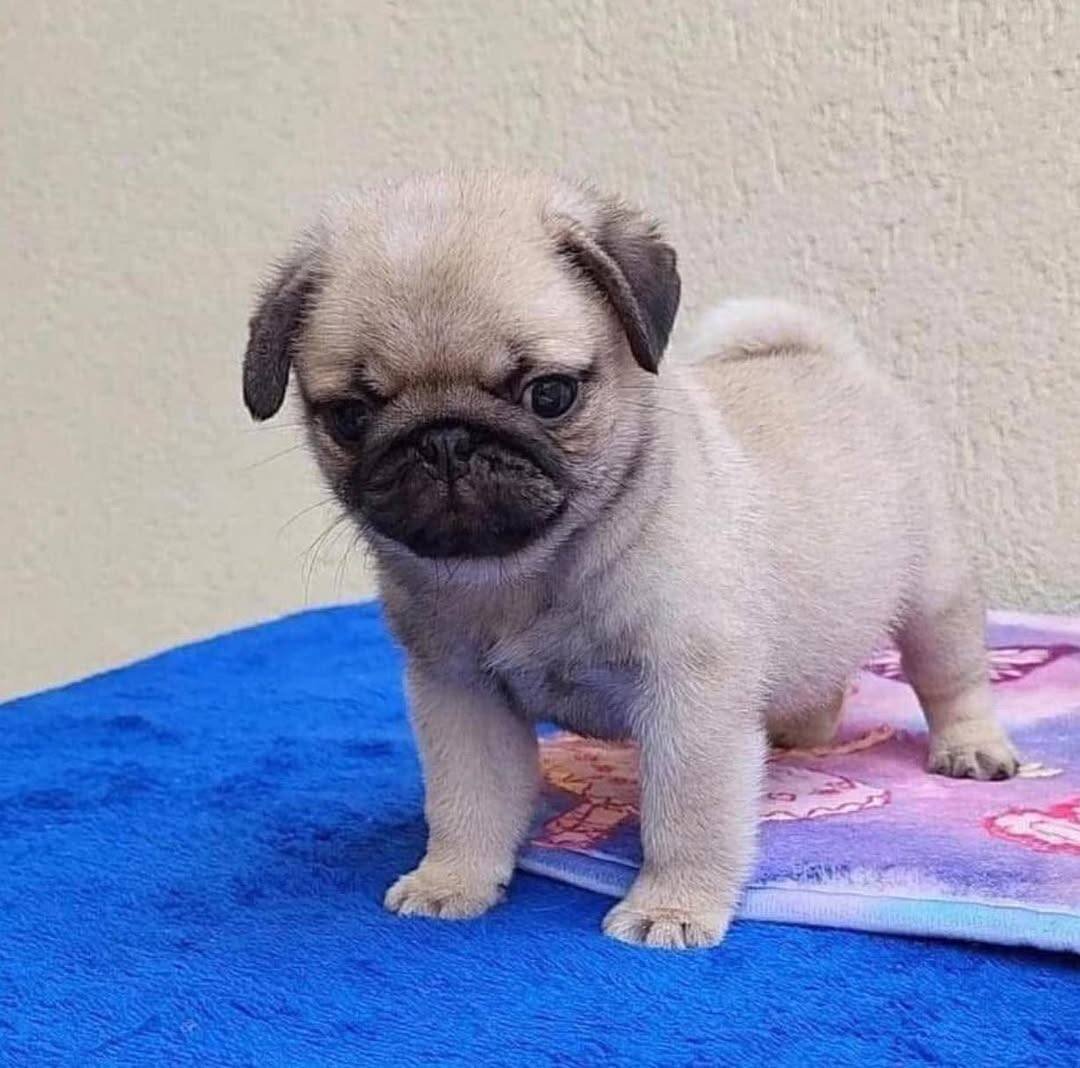 AKC registered Pug Puppies image 1