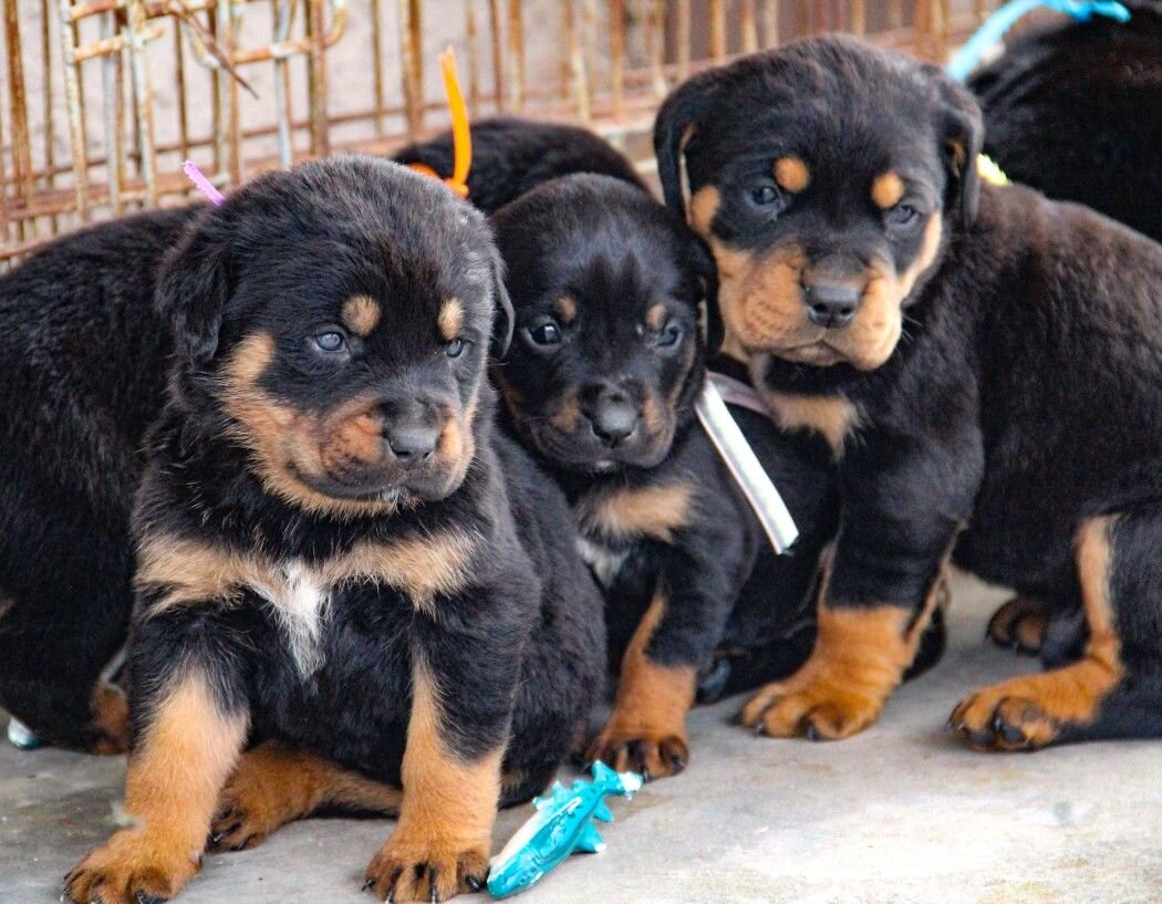14 Gorgeous Rottweiler puppies for sale image 1