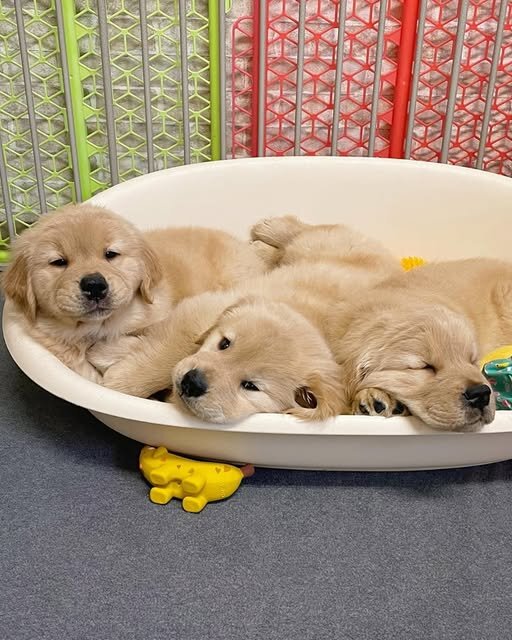 Beautiful Golden Retriever Puppies for Sale image 1