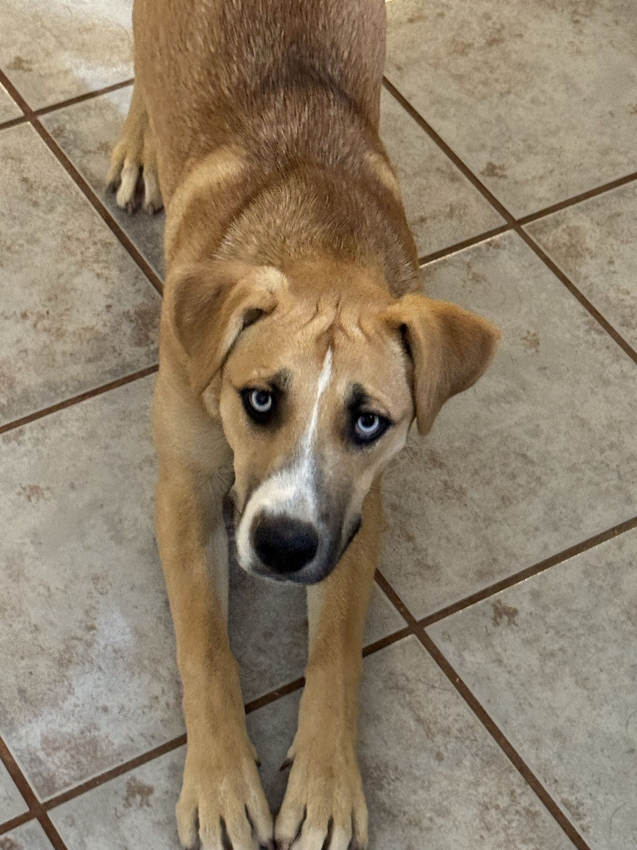 Abandoned approx 9mos. old female Husky mix puppy image 2