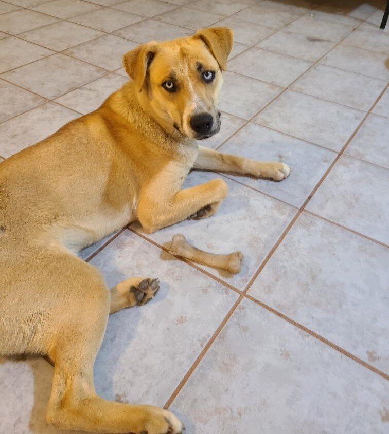 Abandoned approx 9mos. old female Husky mix puppy image 1