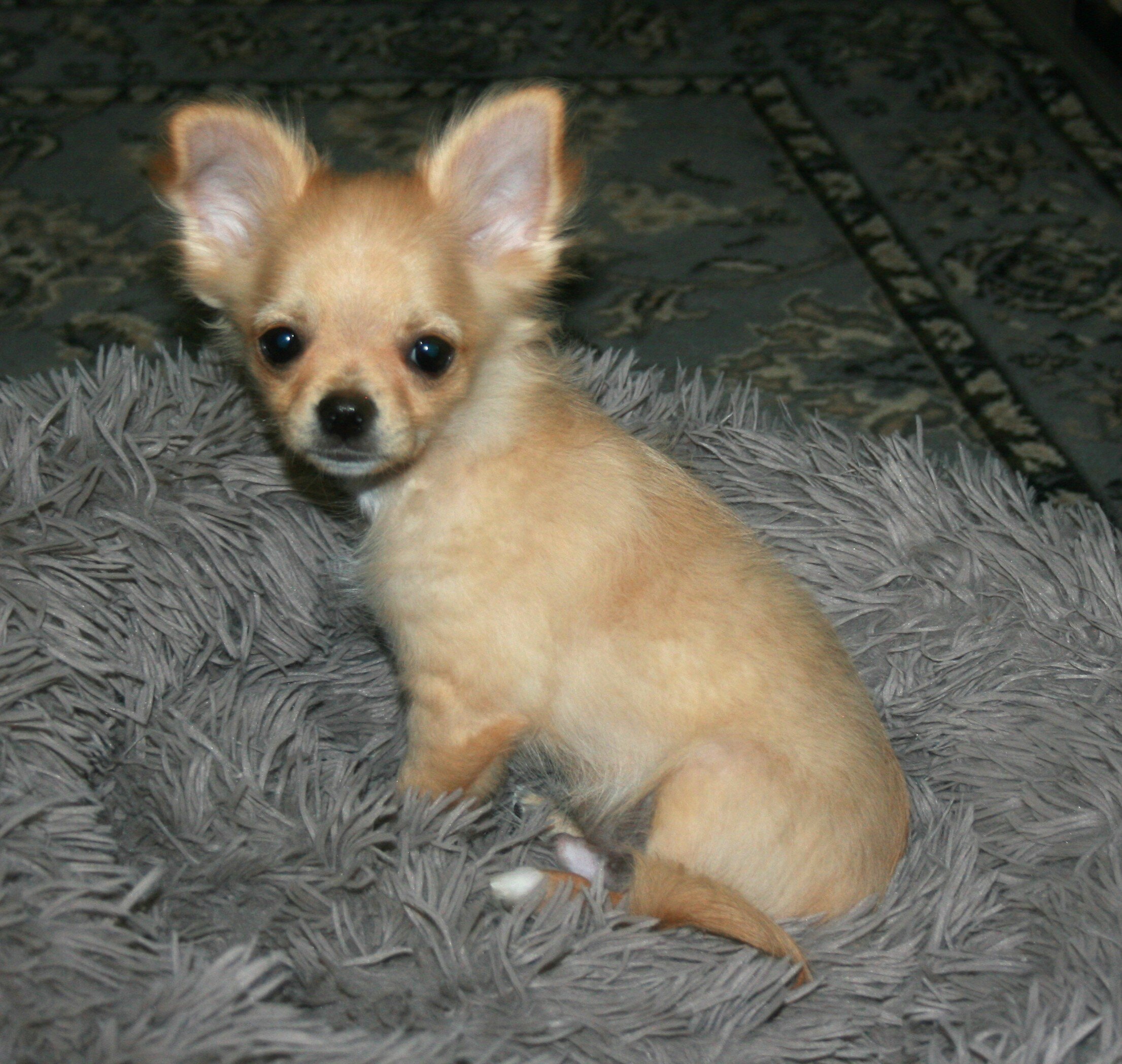AKC Chihuahua Puppy image 1
