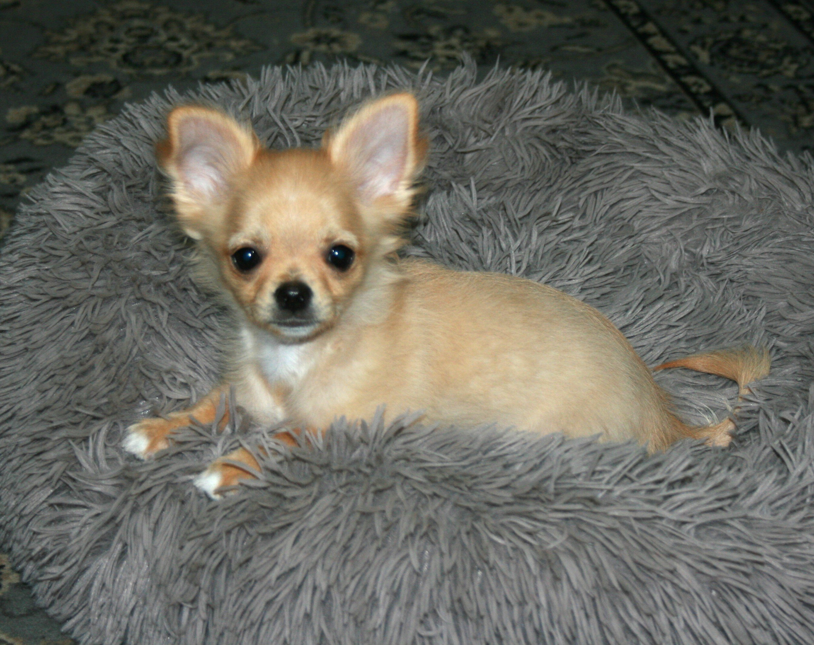 AKC Chihuahua Puppy image 2