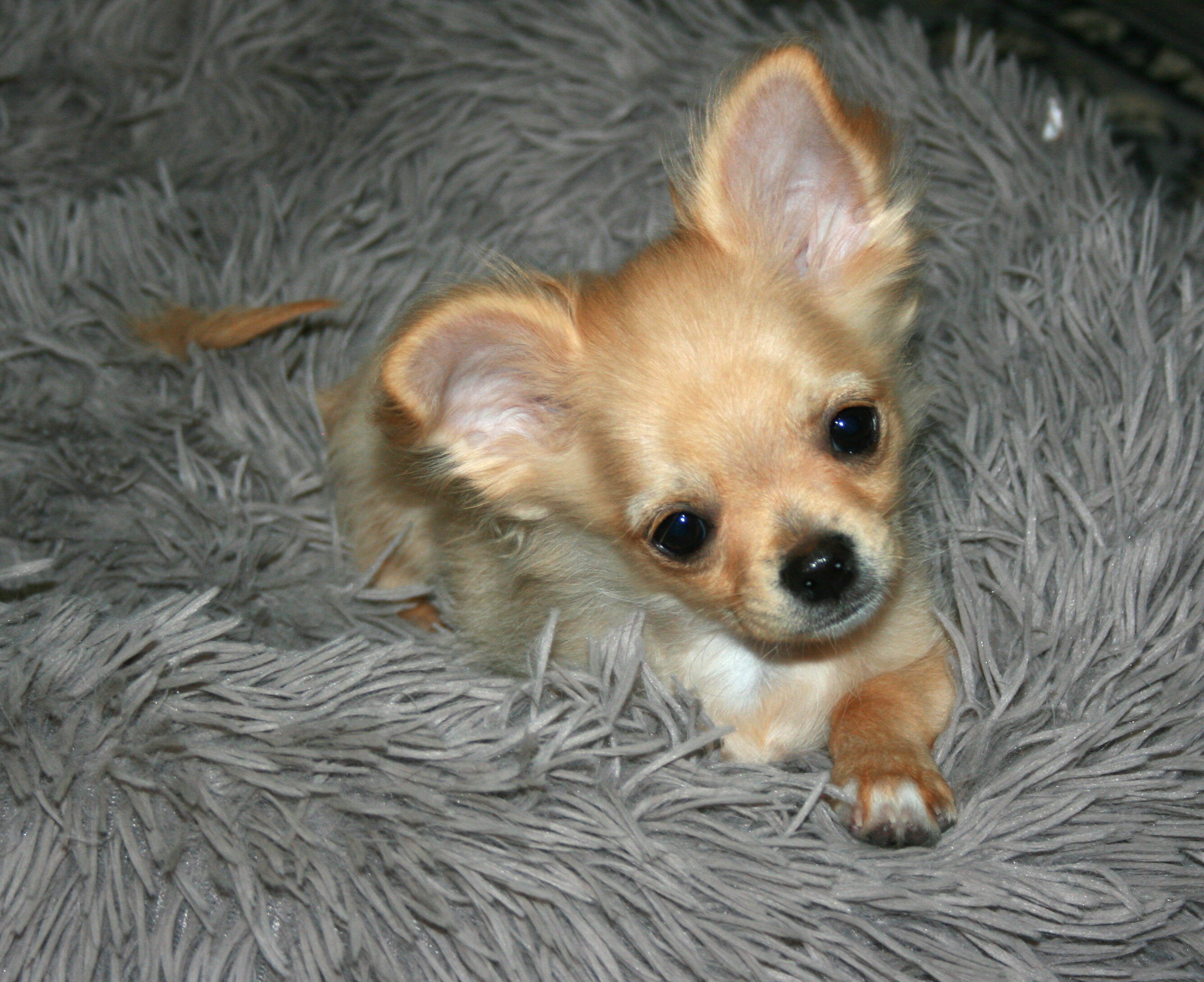 AKC Chihuahua Puppy image 3