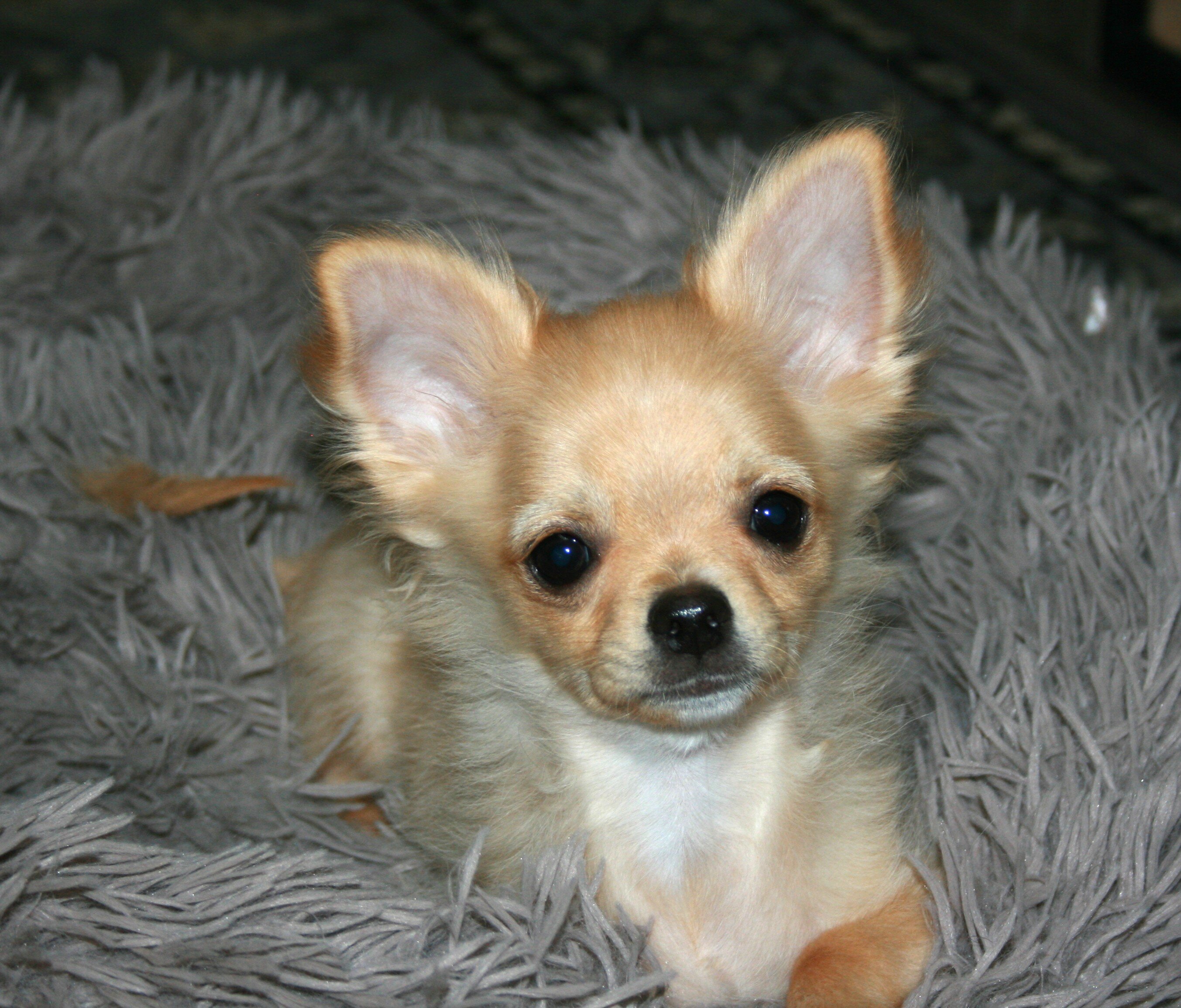 AKC Chihuahua Puppy image 4