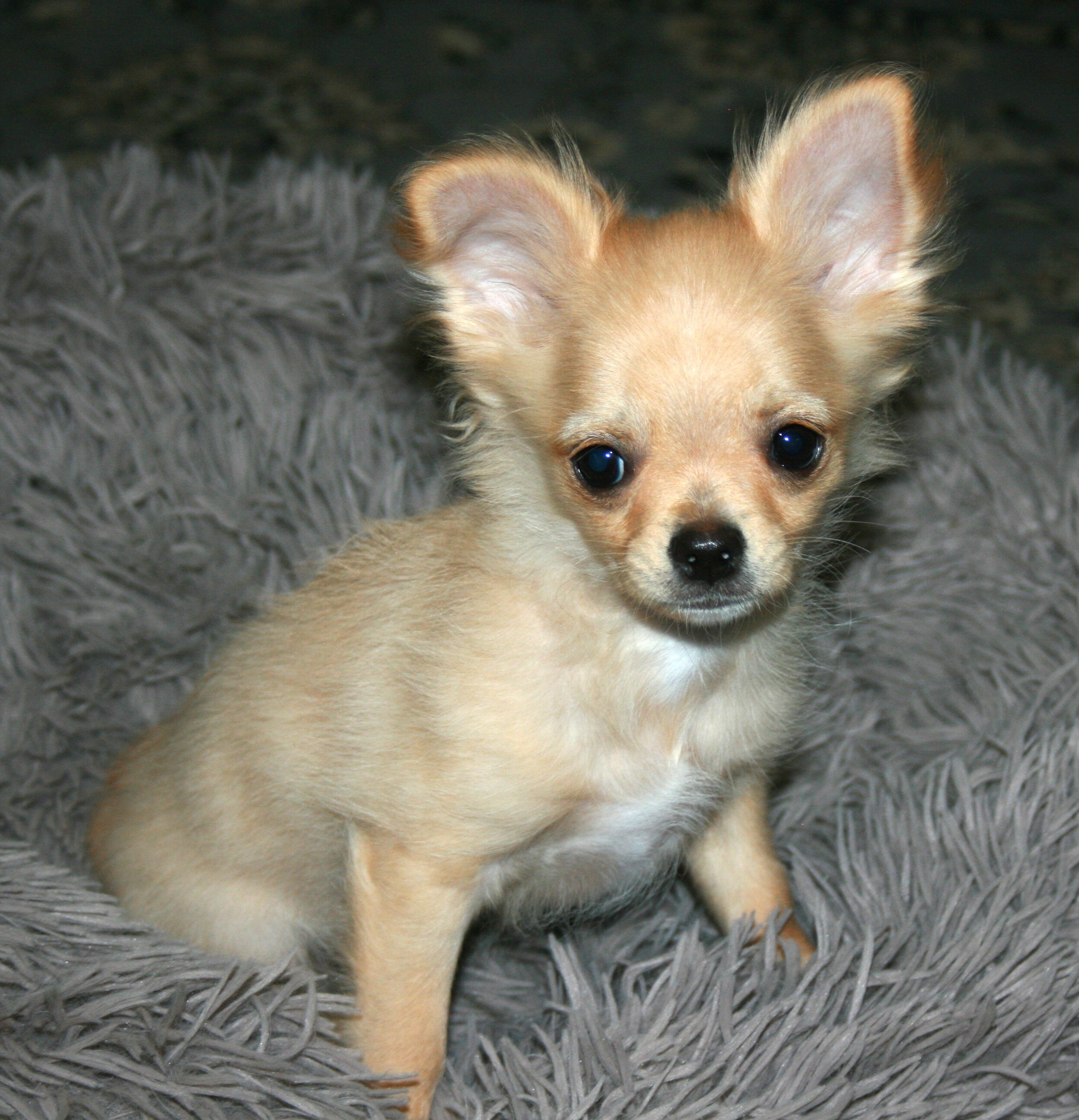 AKC Chihuahua Puppy image 5