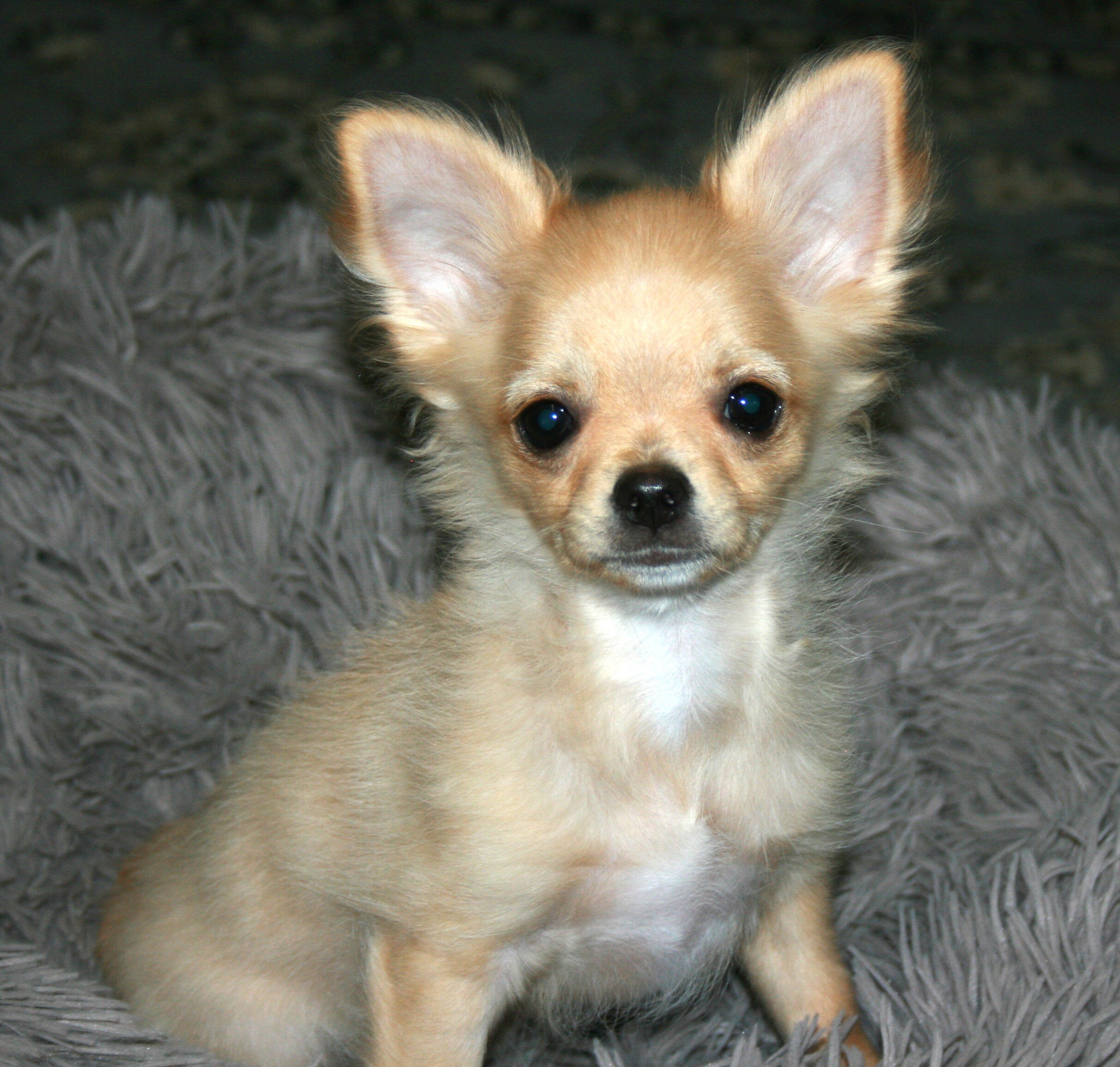 AKC Chihuahua Puppy image 6