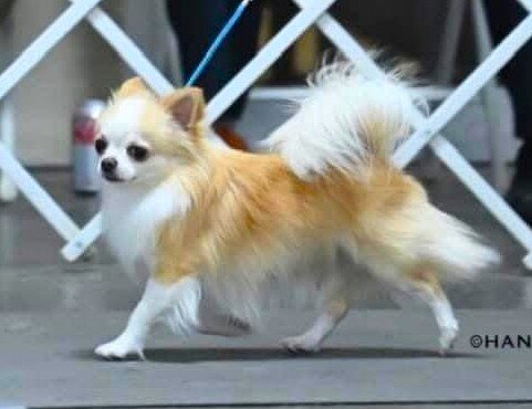 AKC Chihuahua Puppy image 7