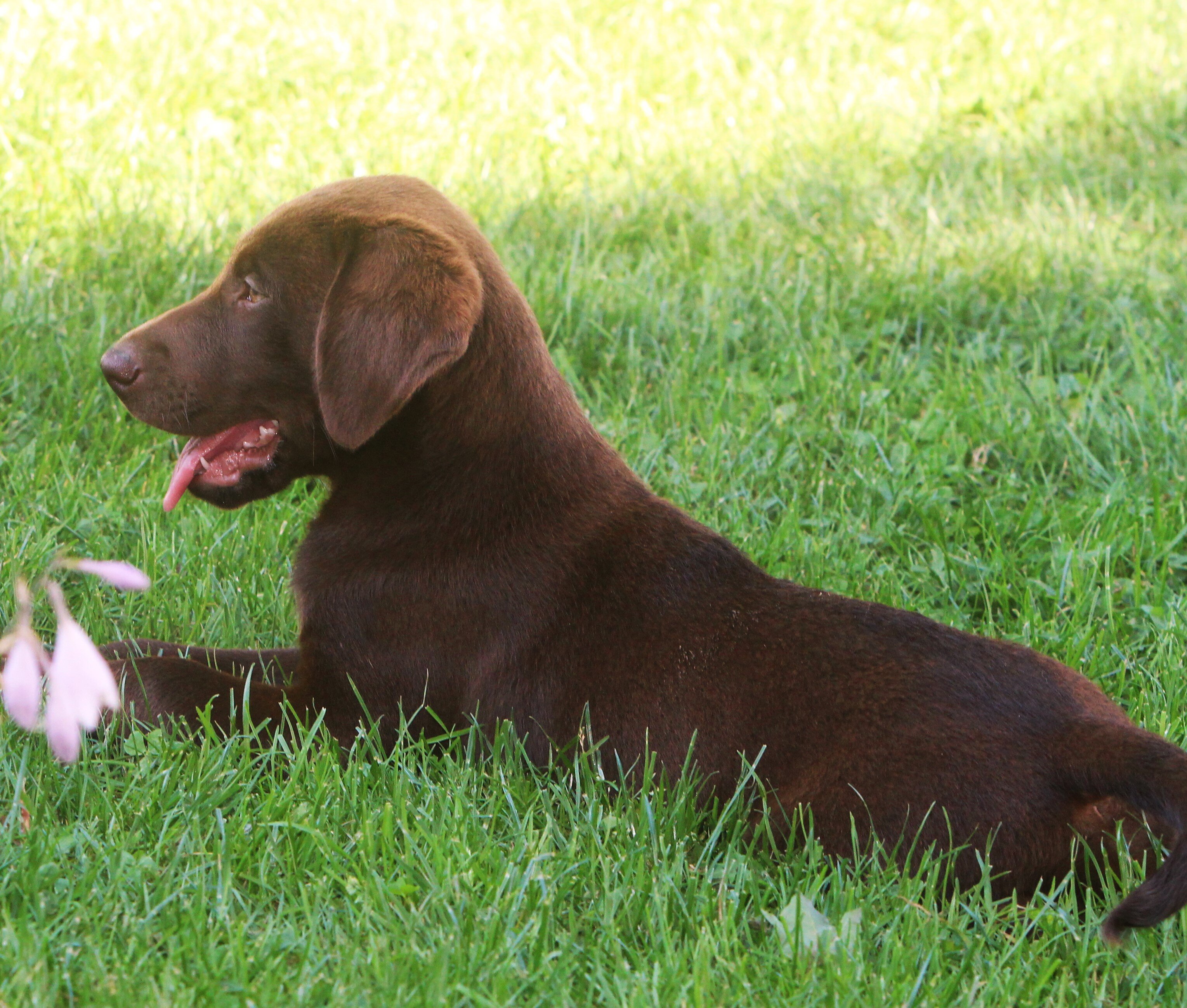 Chocolate Lab puppies image 2