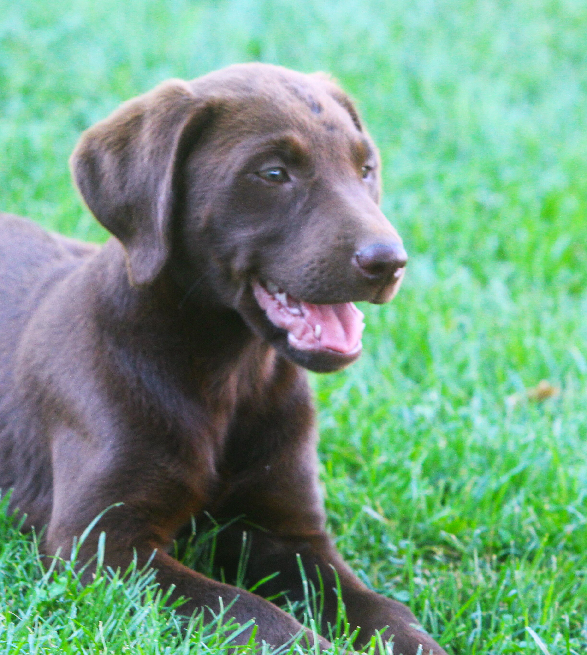 Chocolate Lab puppies image 1