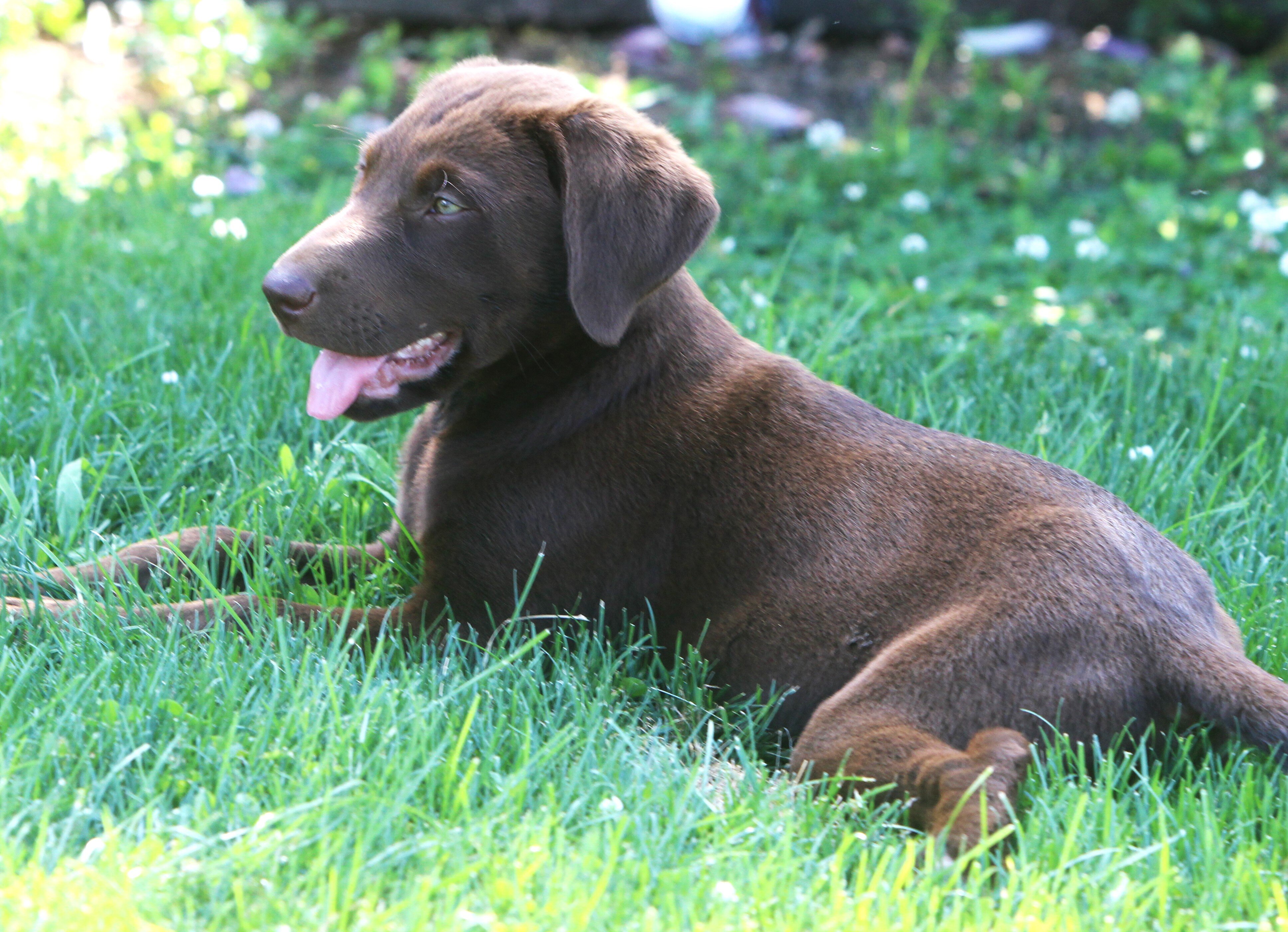 Chocolate Lab puppies image 3