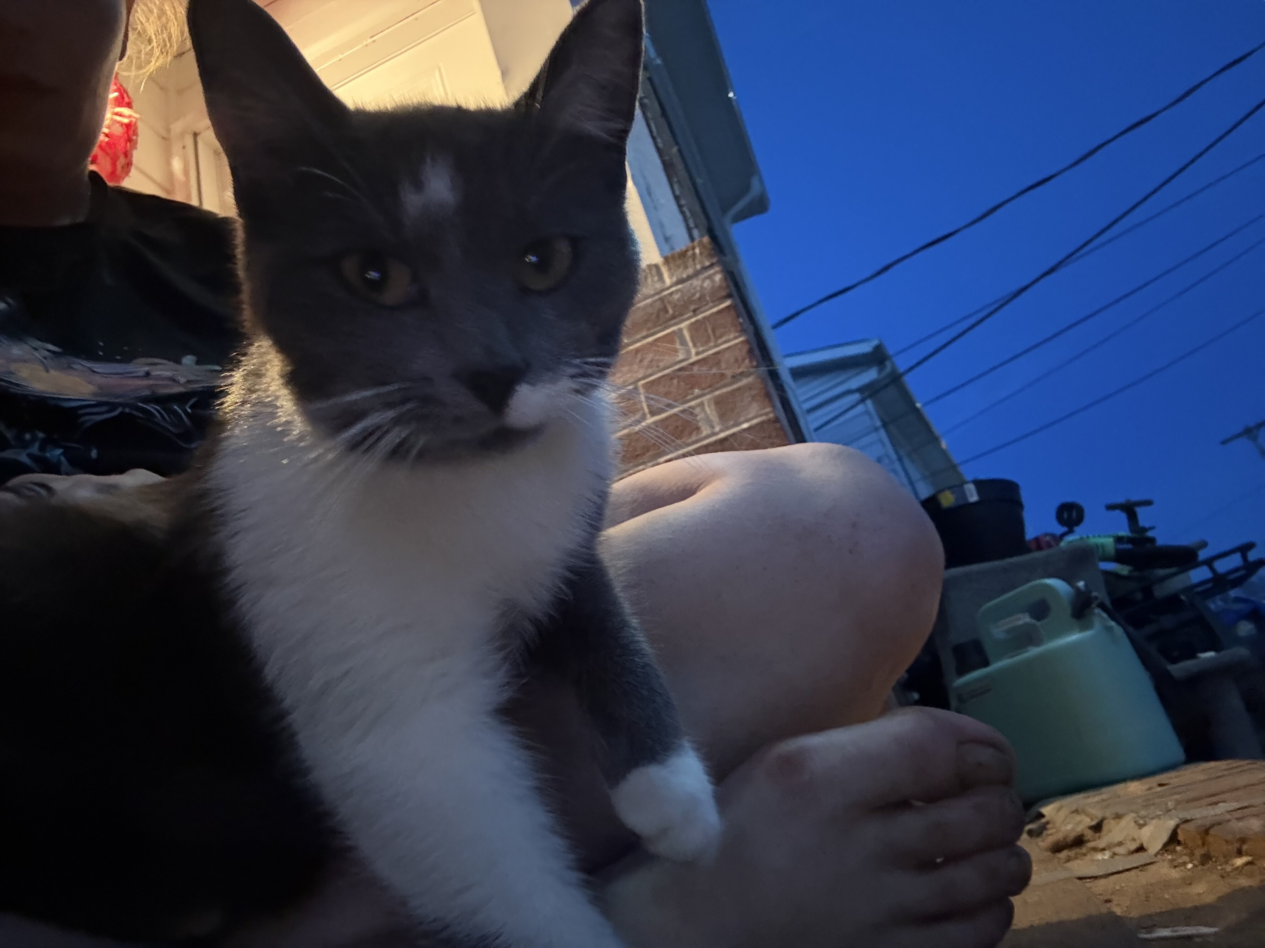 Up coming kittens image 1