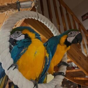 Hand Fed Macaw parrots available image 1
