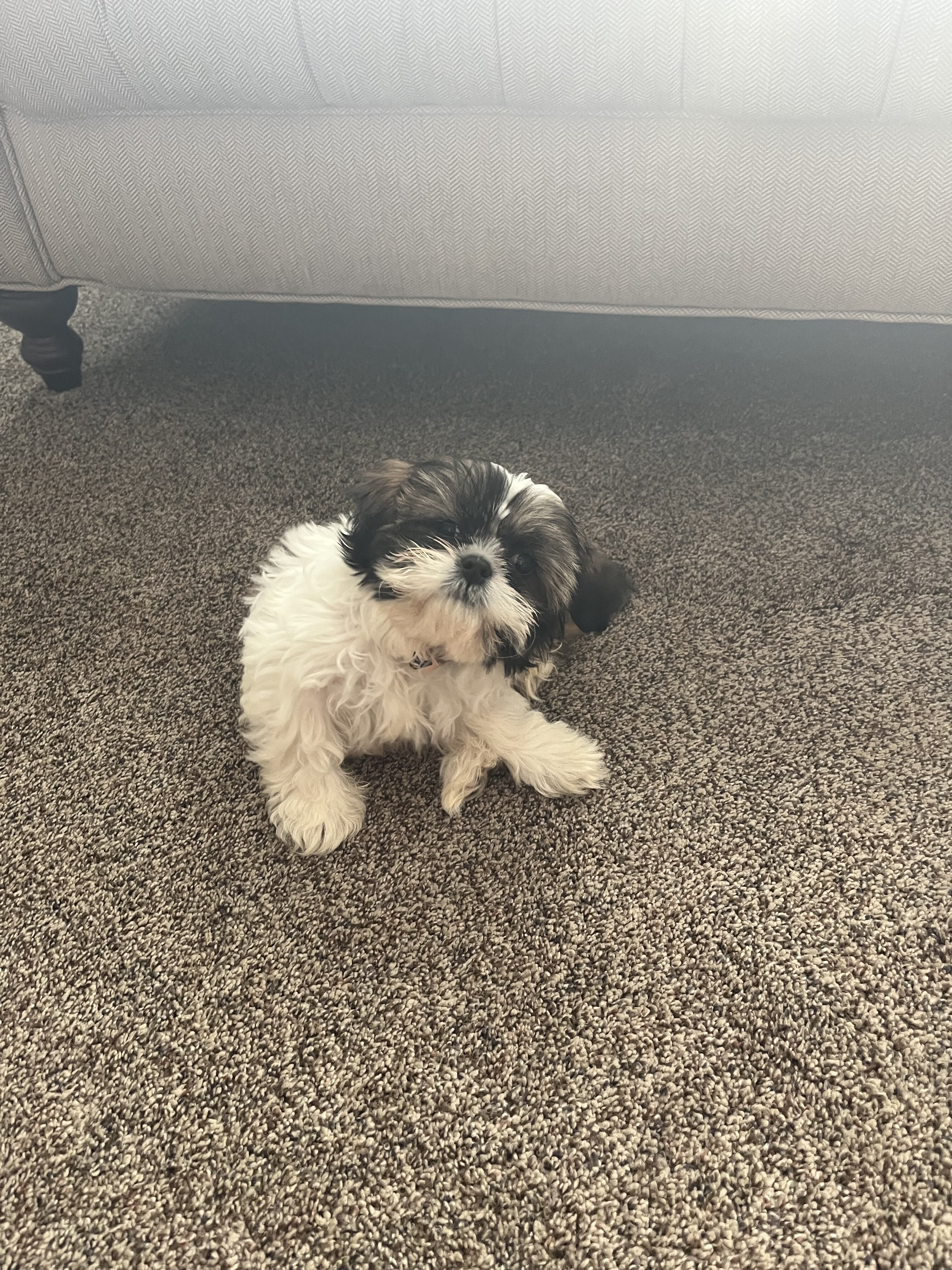 Shih-Tzu image 5