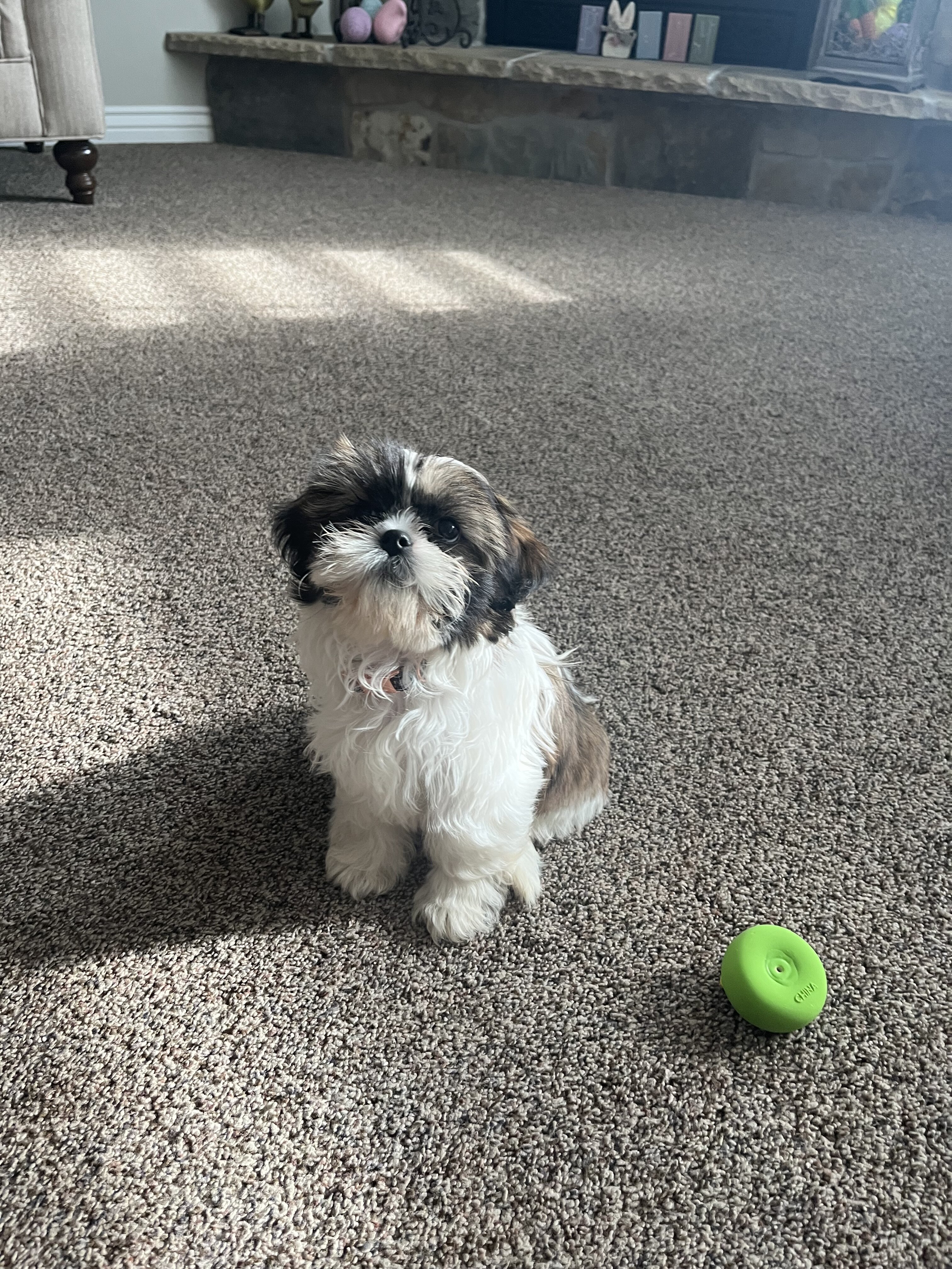 Shih-Tzu image 4
