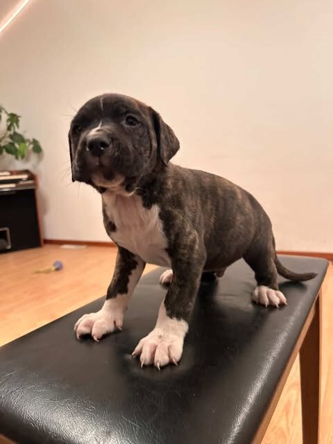pit mix pups (bandog) image 1