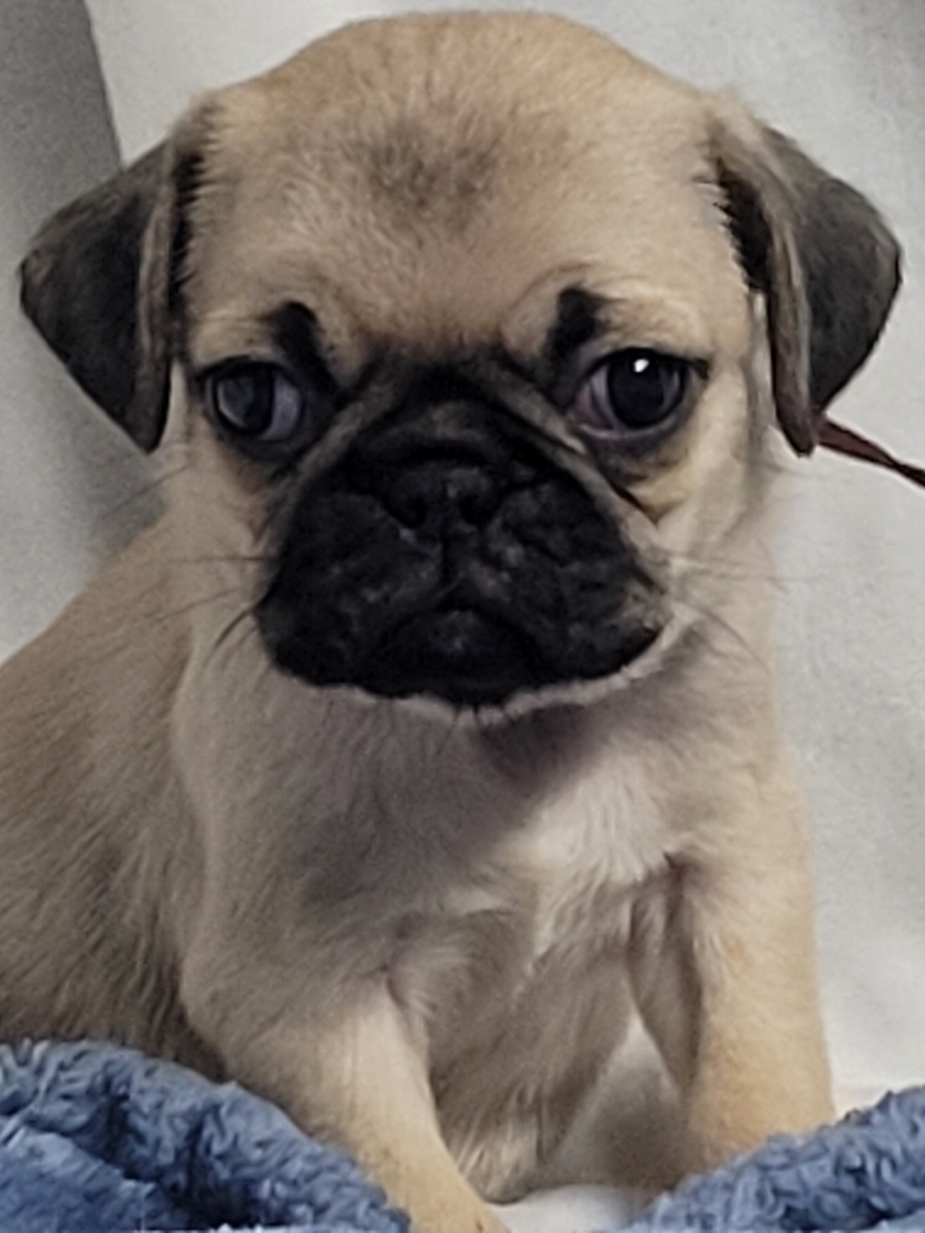 9 week old pug puppies image 3
