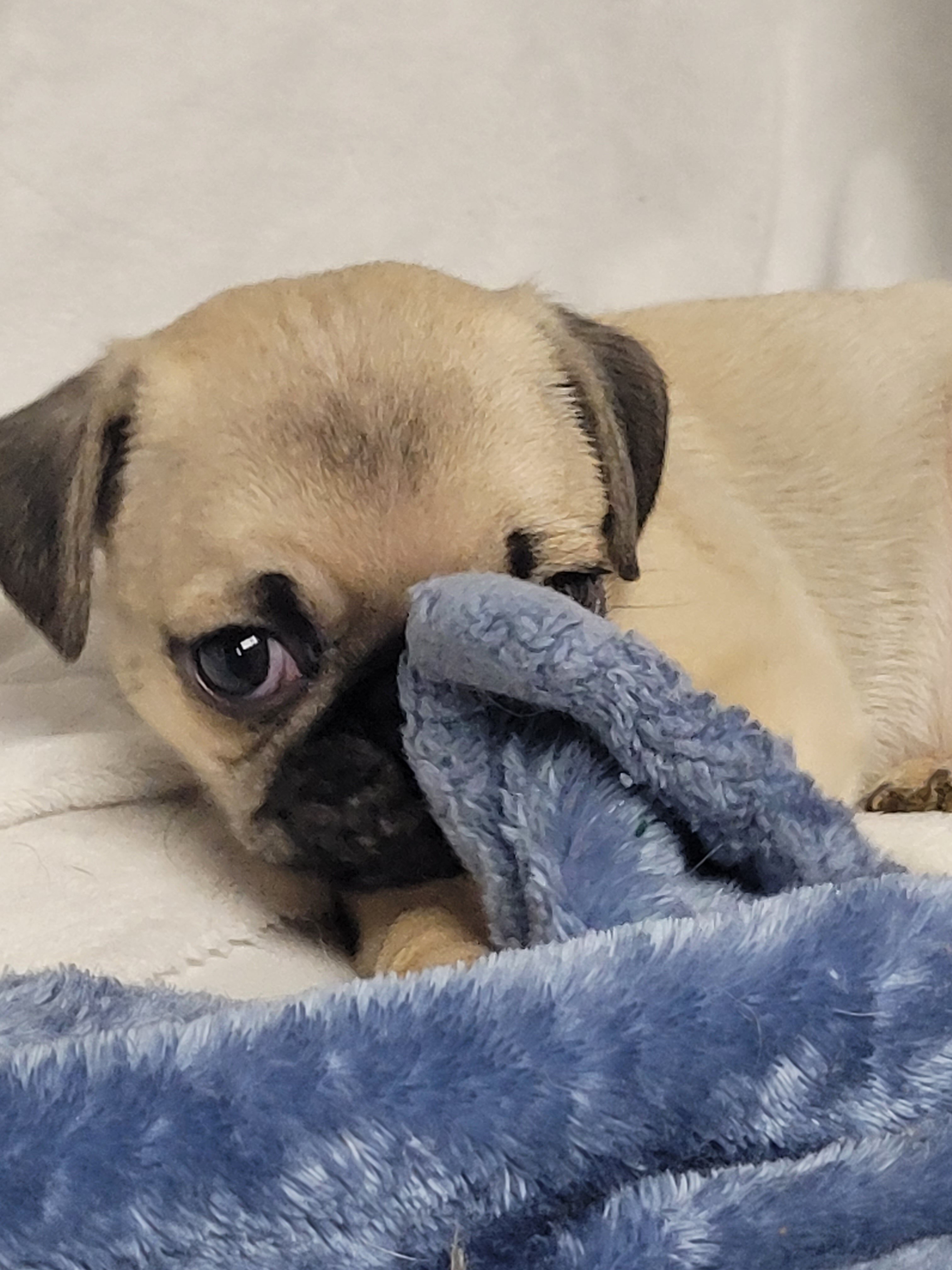 9 week old pug puppies image 4