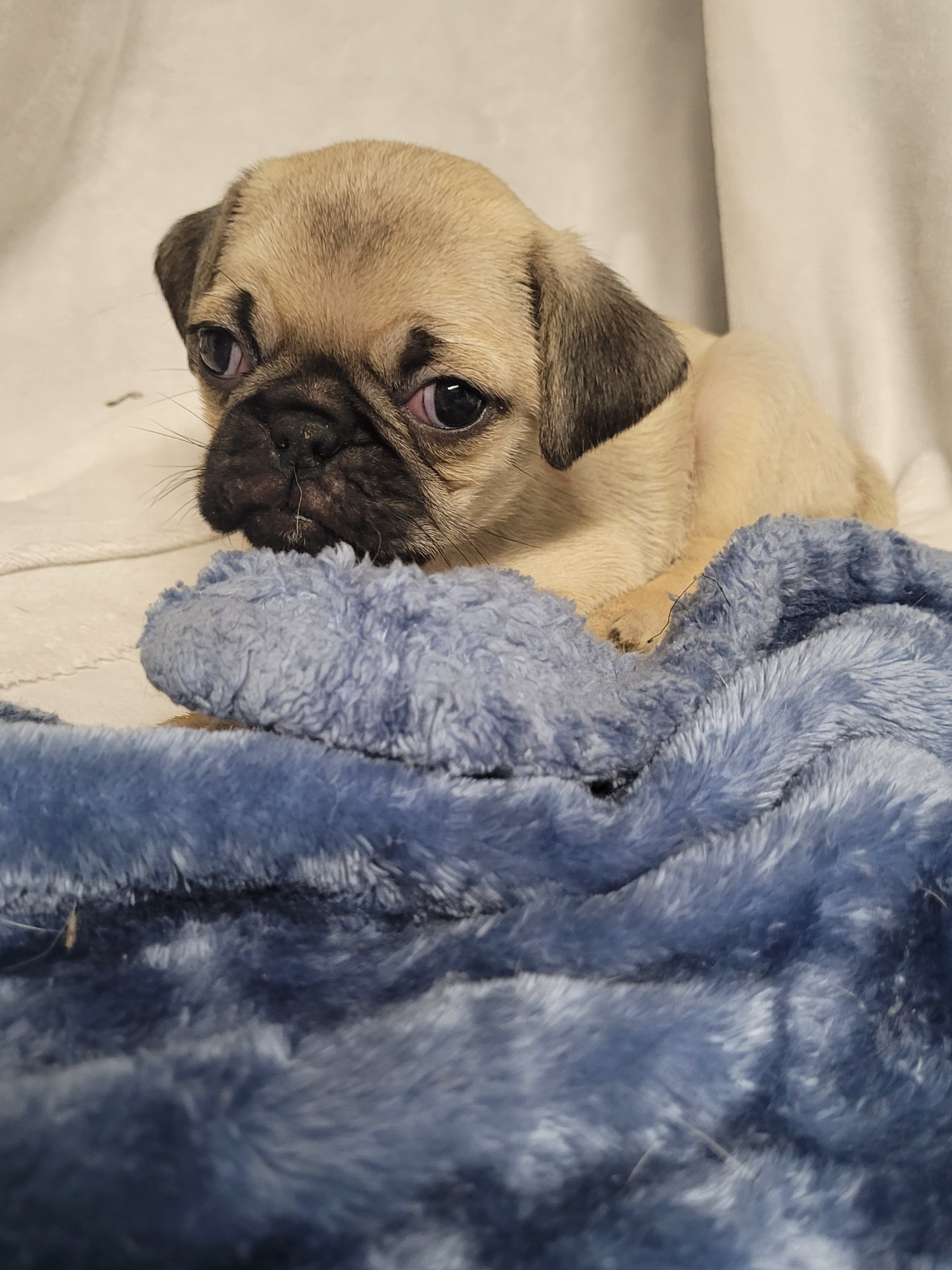 9 week old pug puppies image 1