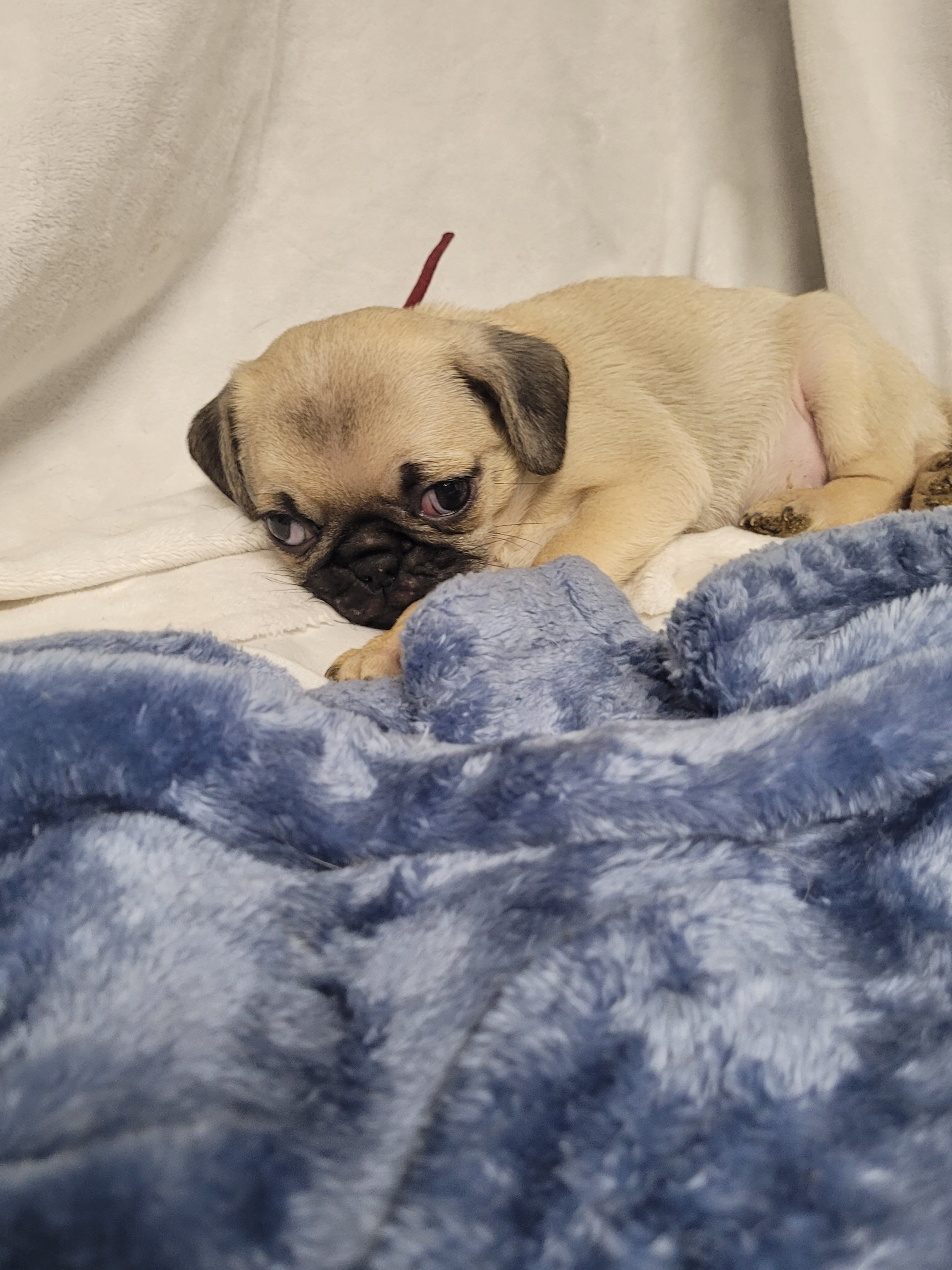 9 week old pug puppies image 2