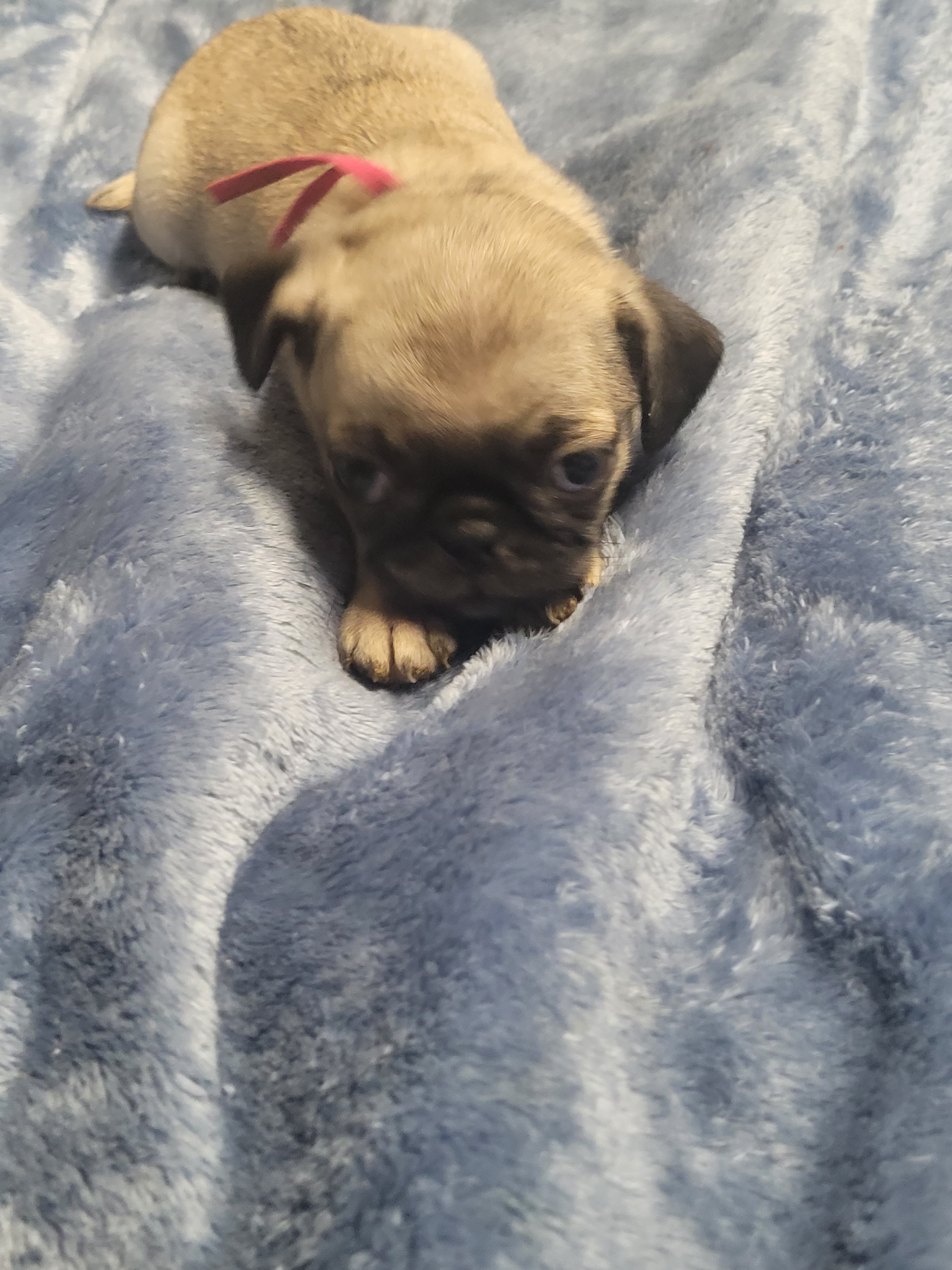 9 week old pug puppies image 5
