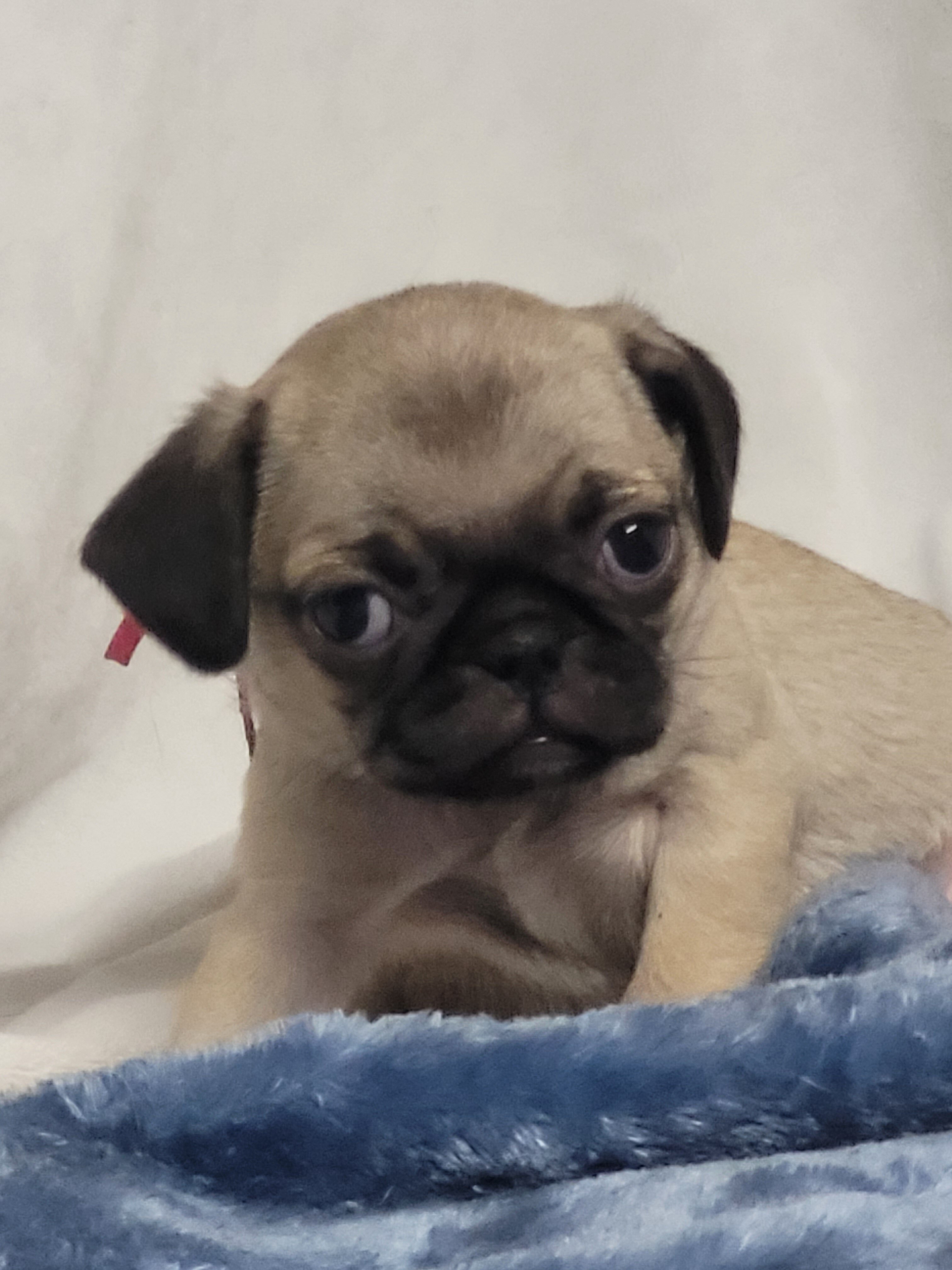 9 week old pug puppies image 6