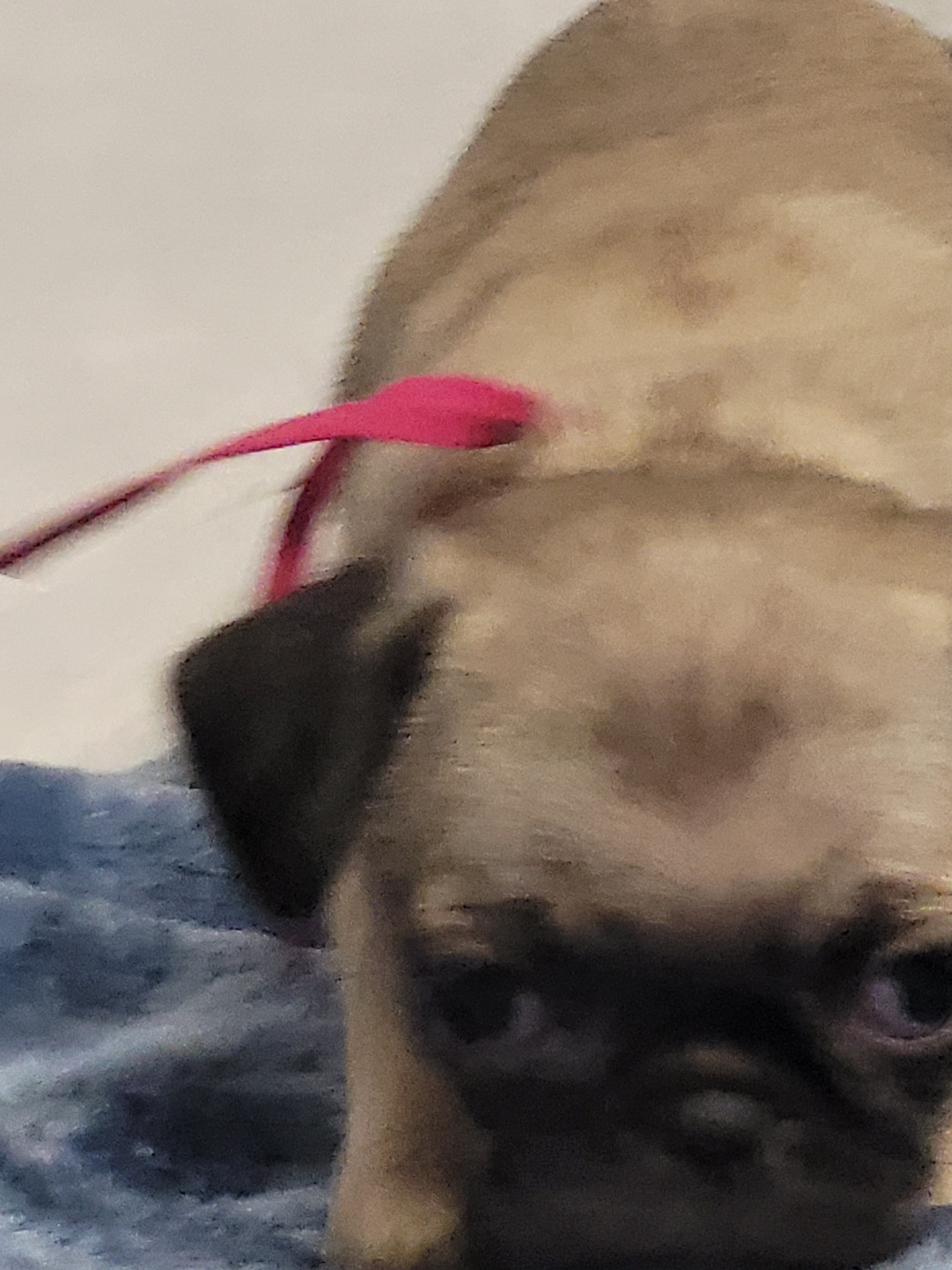 9 week old pug puppies image 7
