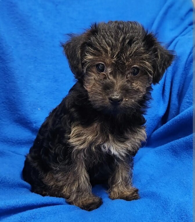 Yorkiepoo image 1