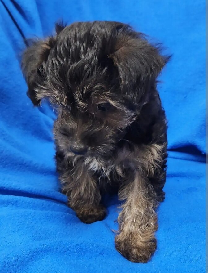 Yorkiepoo image 2