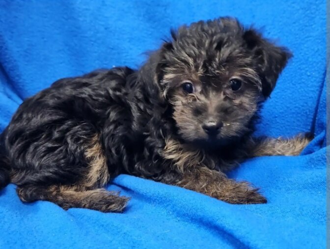 Yorkiepoo image 3