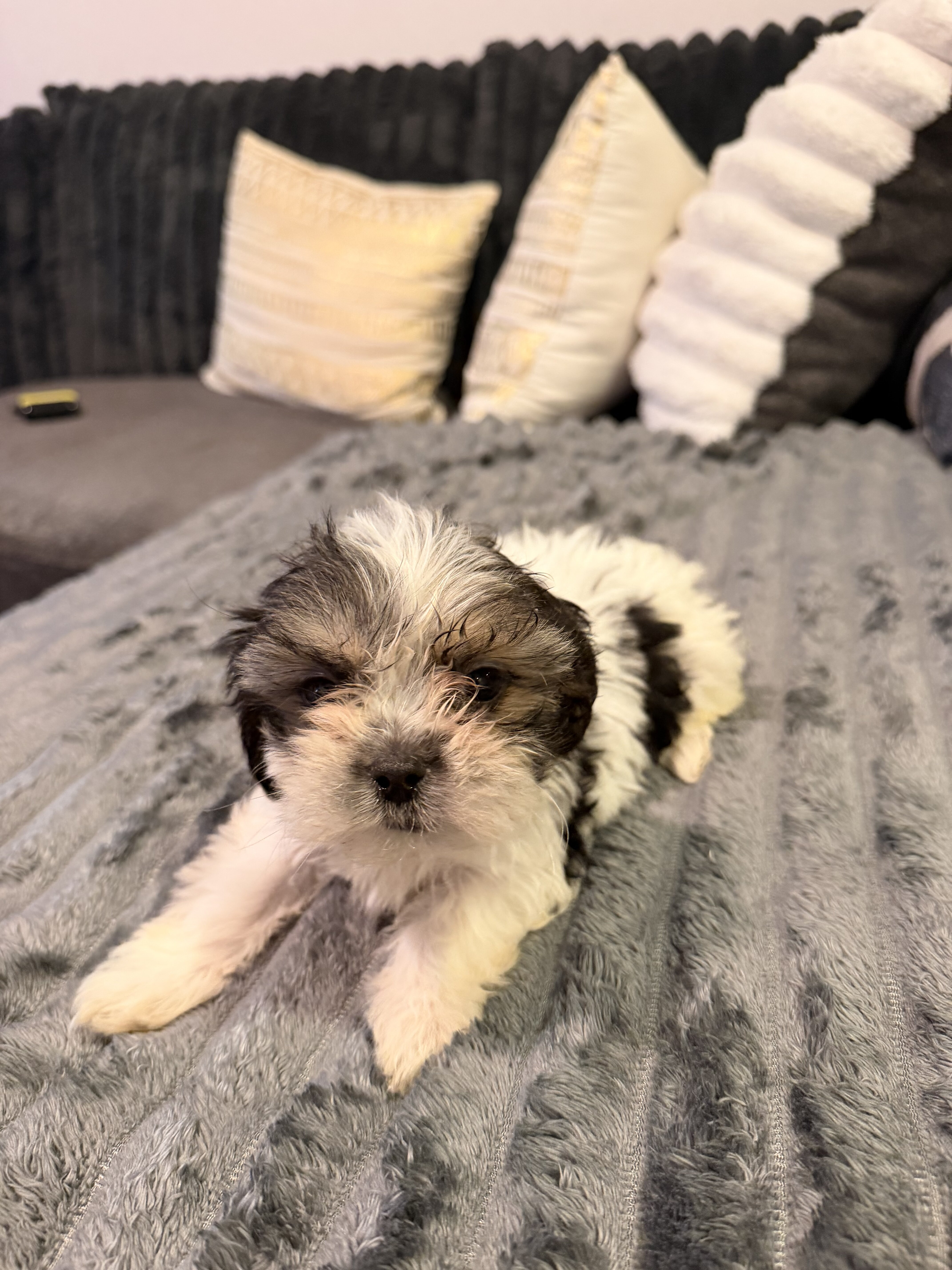 Yorkie/Shitzu Mix Puppies image 3