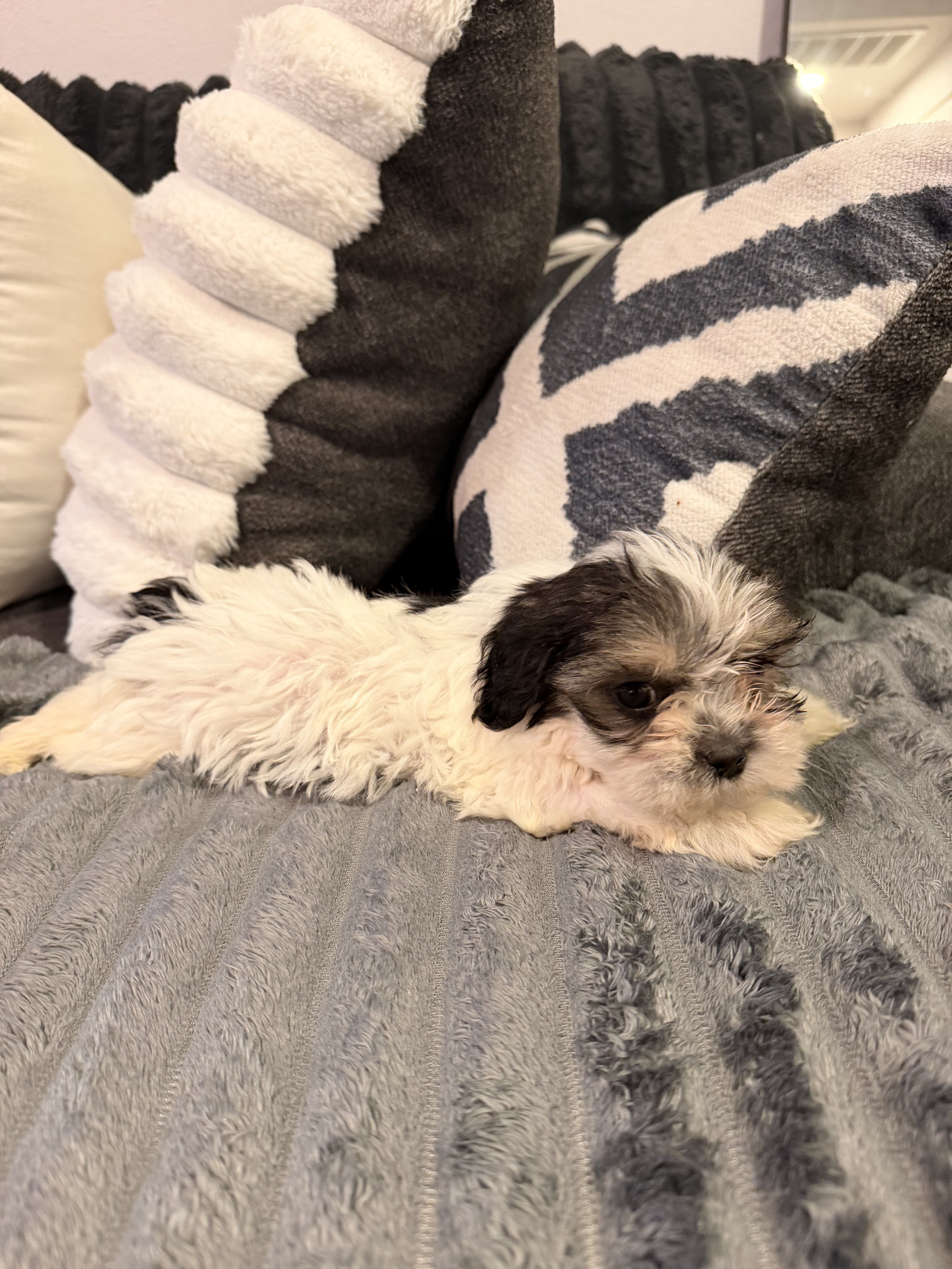 Yorkie/Shitzu Mix Puppies image 2