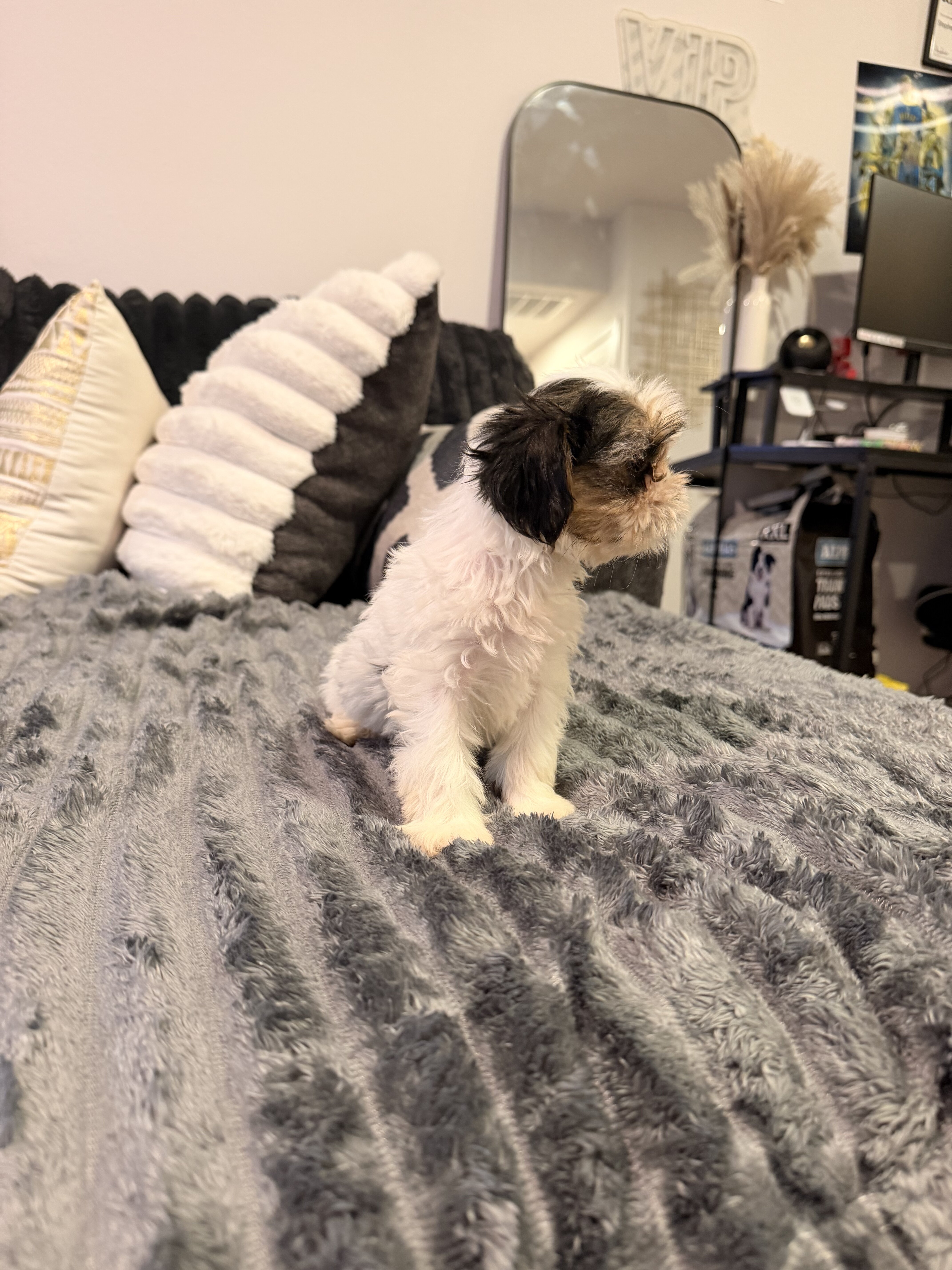 Yorkie/Shitzu Mix Puppies image 1