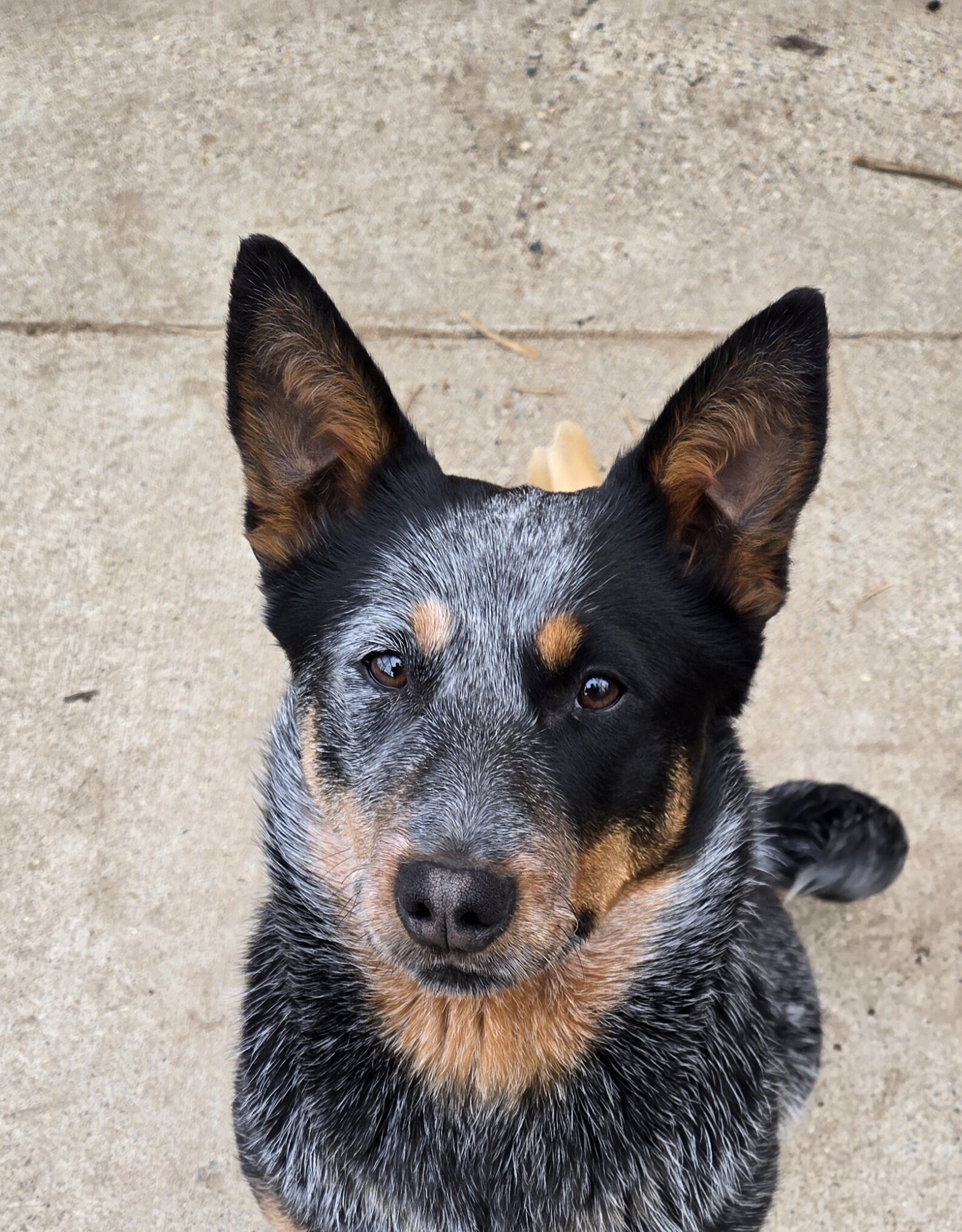 Blue Heeler puppy- 8 mo. old image 1
