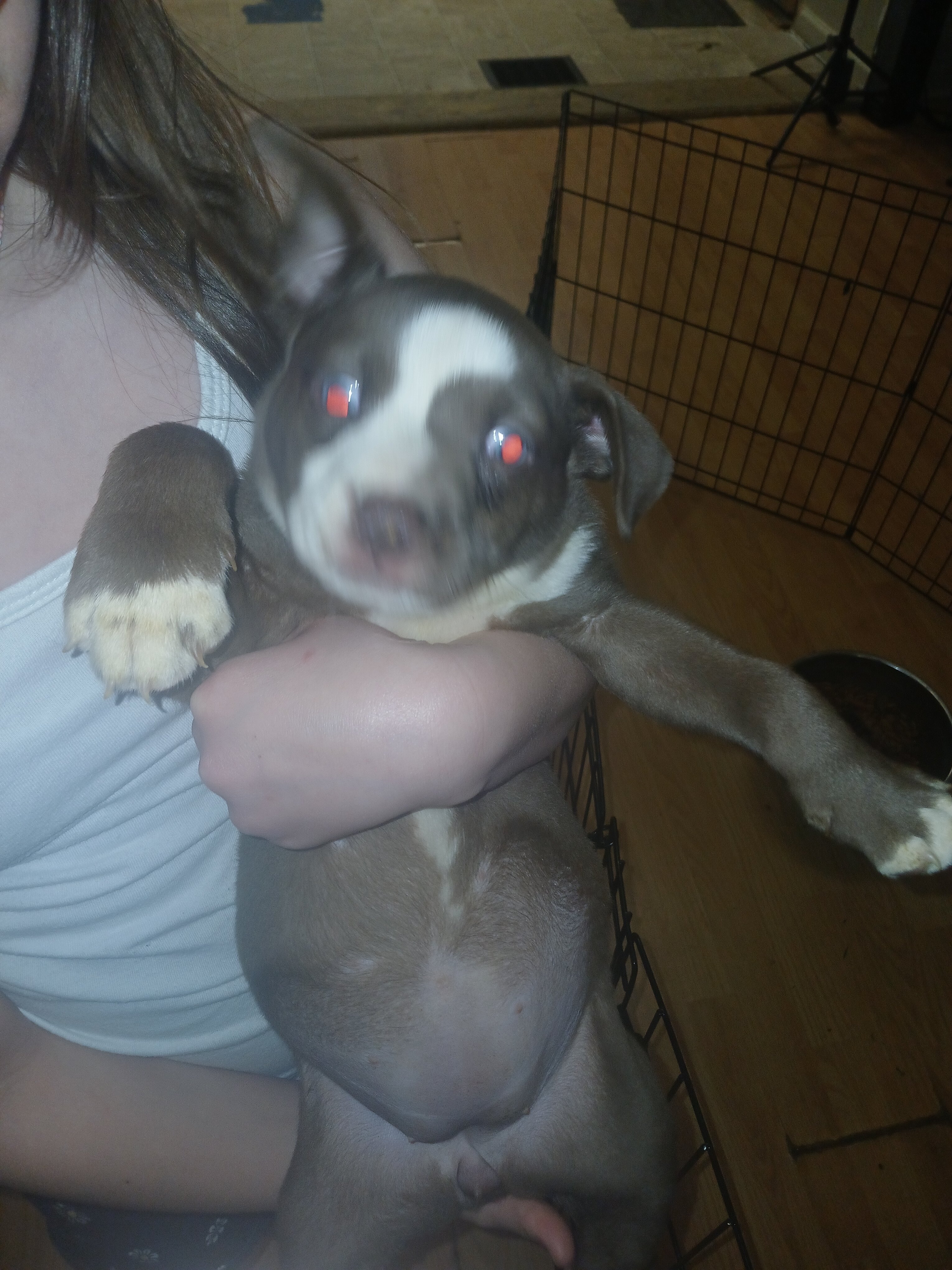 Puppy's for sale image 2