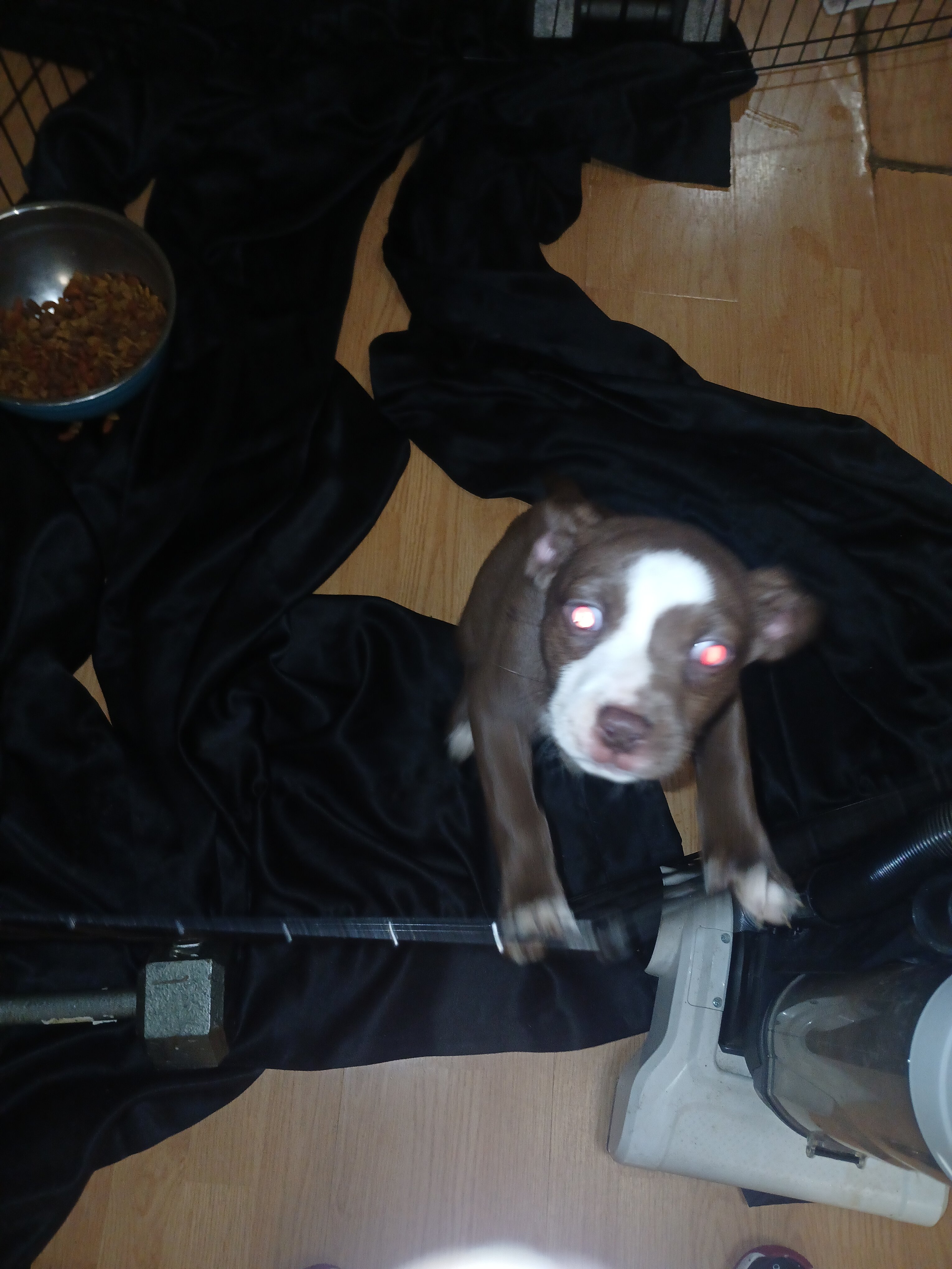 Puppy's for sale image 1