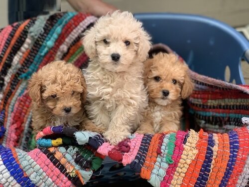 Purebred tiny teacup toy poodle puppies. image 1